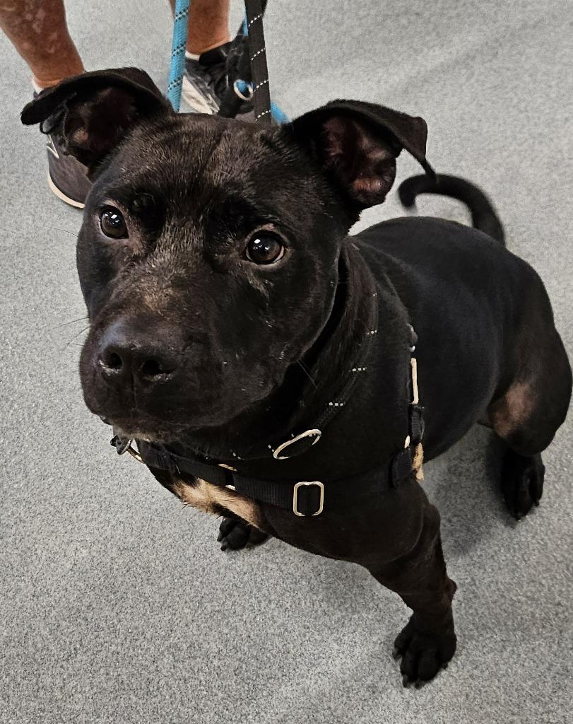 Enlarge Jaxx, a Adoptable Staffordshire Bull Terrier in Portland, IN image 5/6