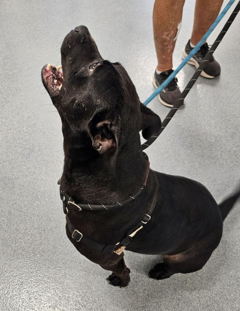 Jaxx, a Adoptable Staffordshire Bull Terrier in Portland, IN image 1/6