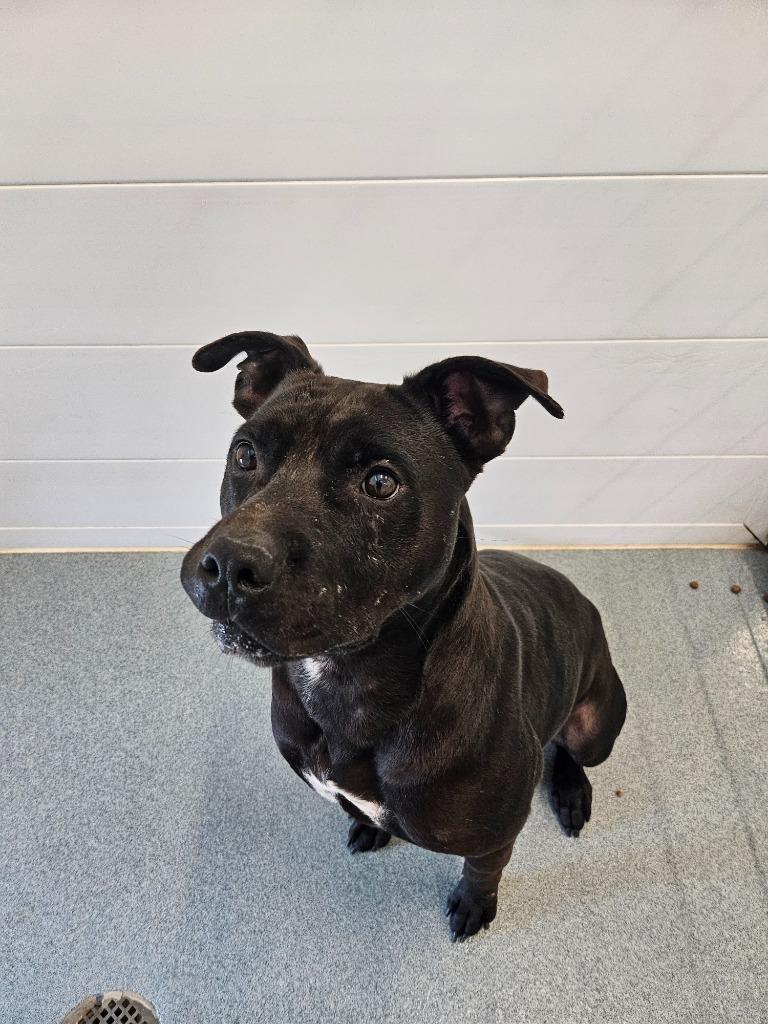 Jaxx, a Adoptable Staffordshire Bull Terrier in Portland, IN image 5/5