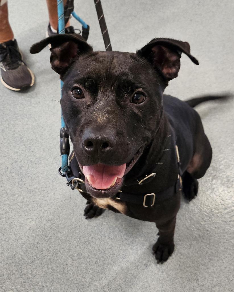 Jaxx, a Adoptable Staffordshire Bull Terrier in Portland, IN image 4/6