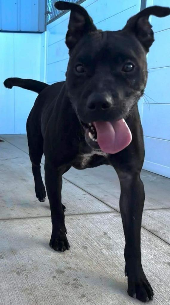 Jaxx, a Adoptable Staffordshire Bull Terrier in Portland, IN image 6/6