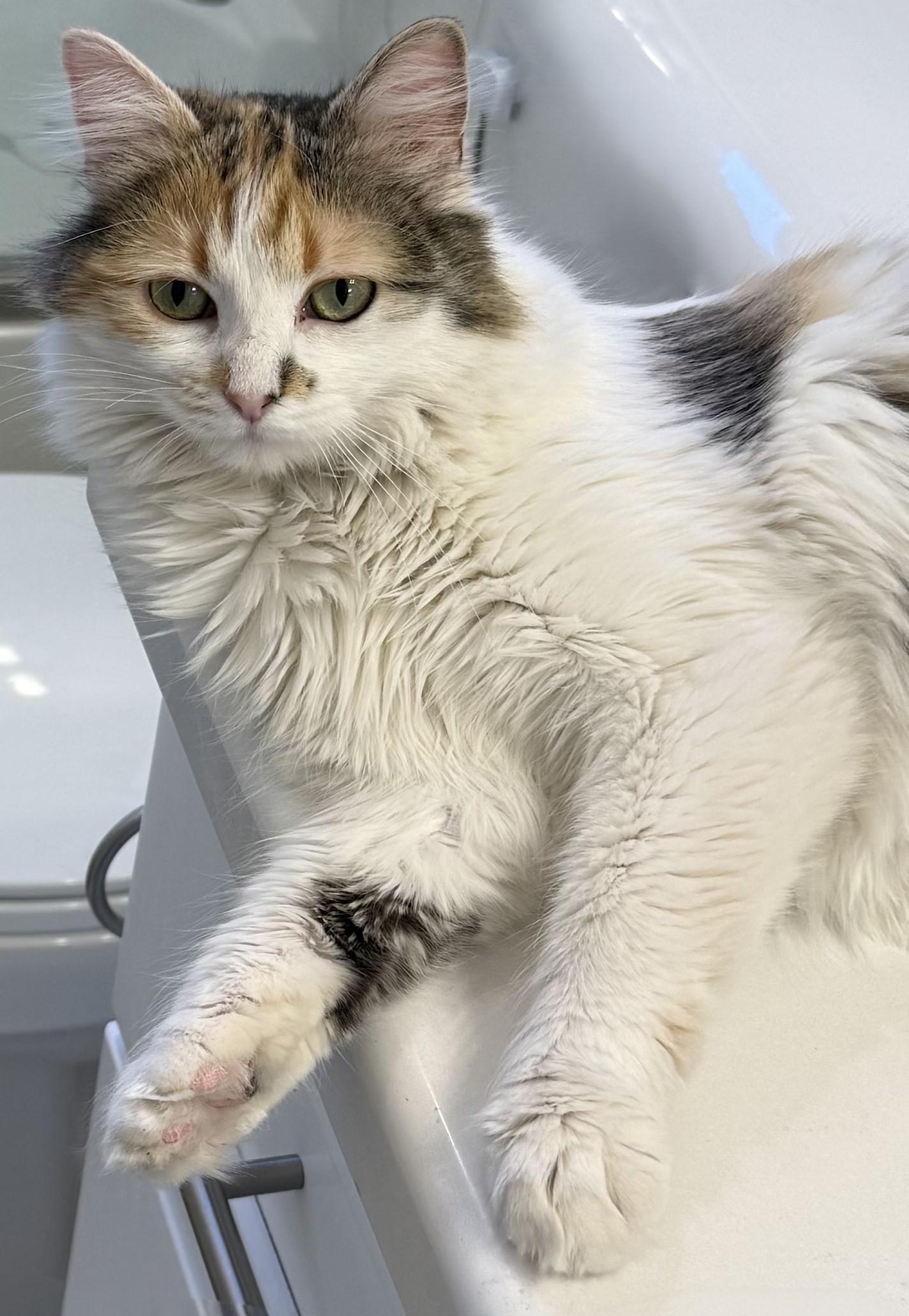 Enlarge Fria the Fearless Explorer, an adopted Calico in Prescott, AZ image 2/3