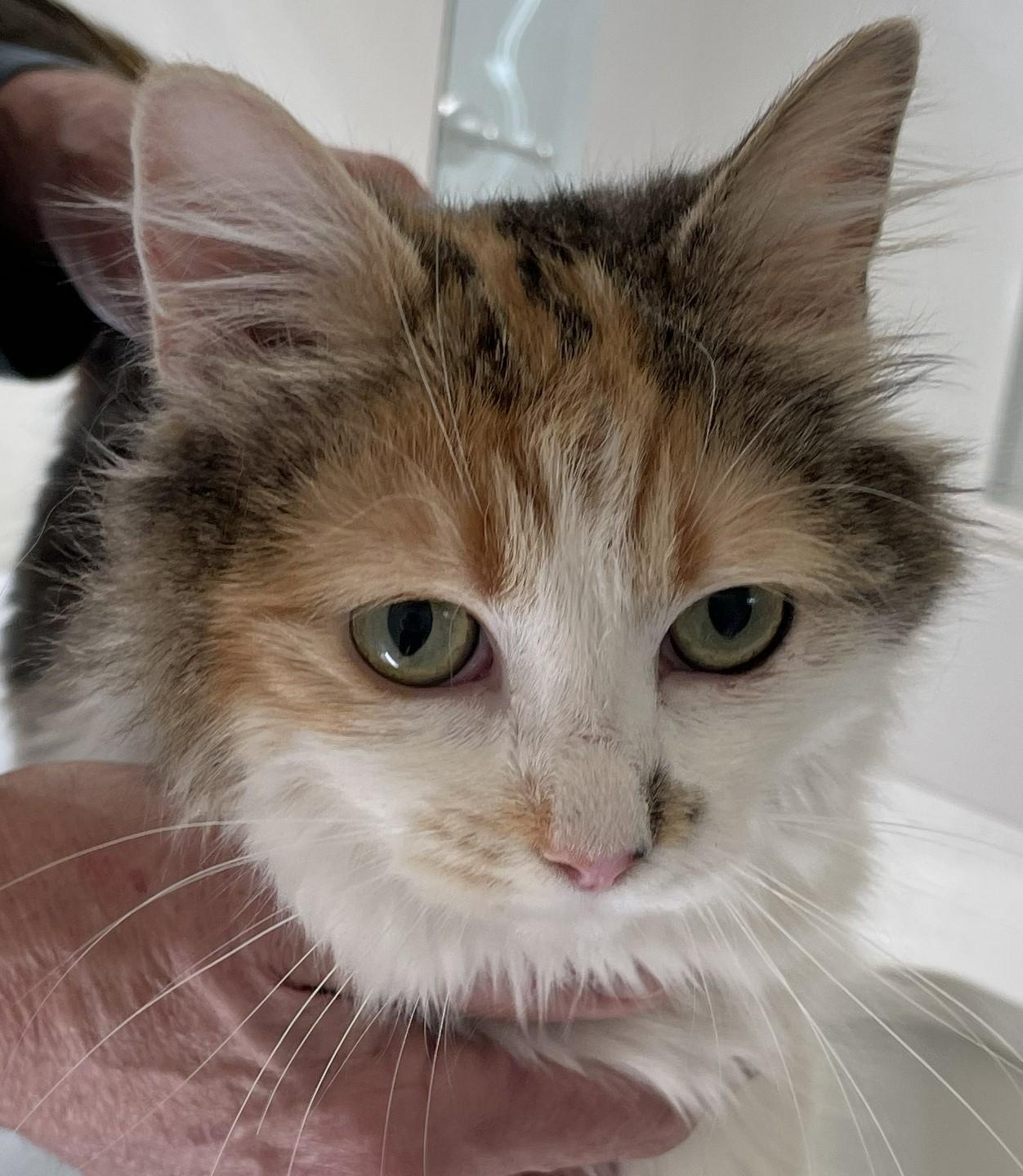 Fria the Fearless Explorer, adopted, Young Female Calico.