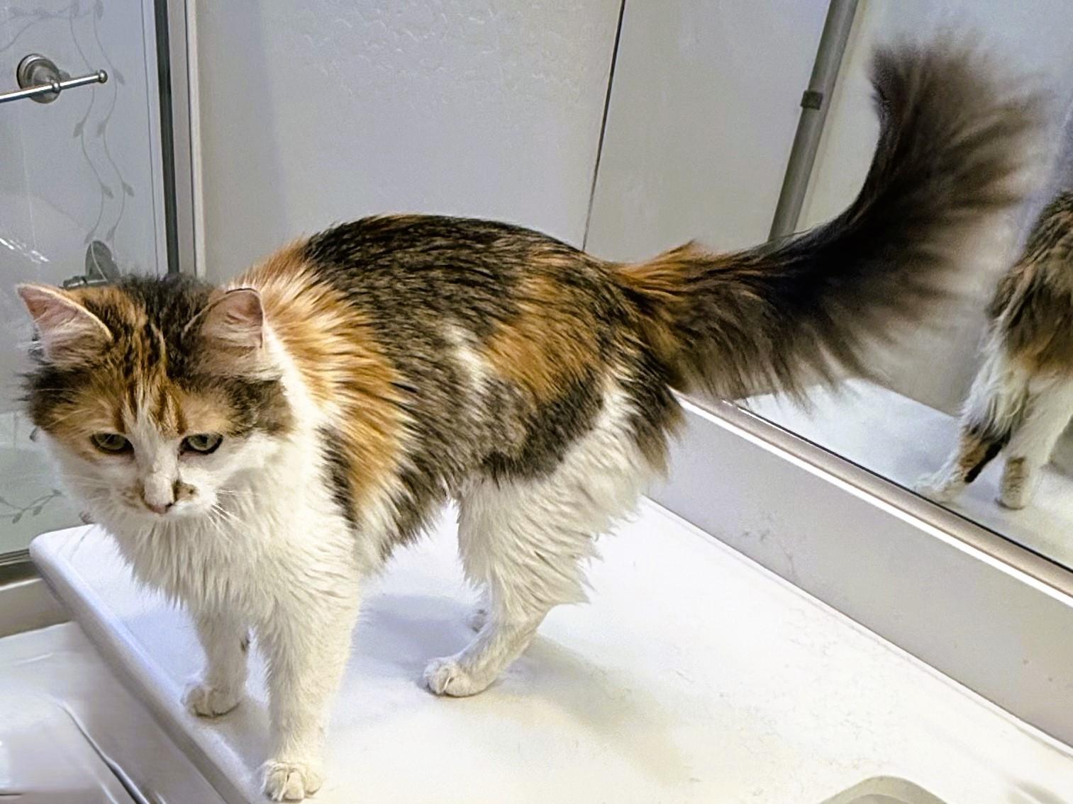 Enlarge Fria the Fearless Explorer, an adopted Calico in Prescott, AZ image 3/3