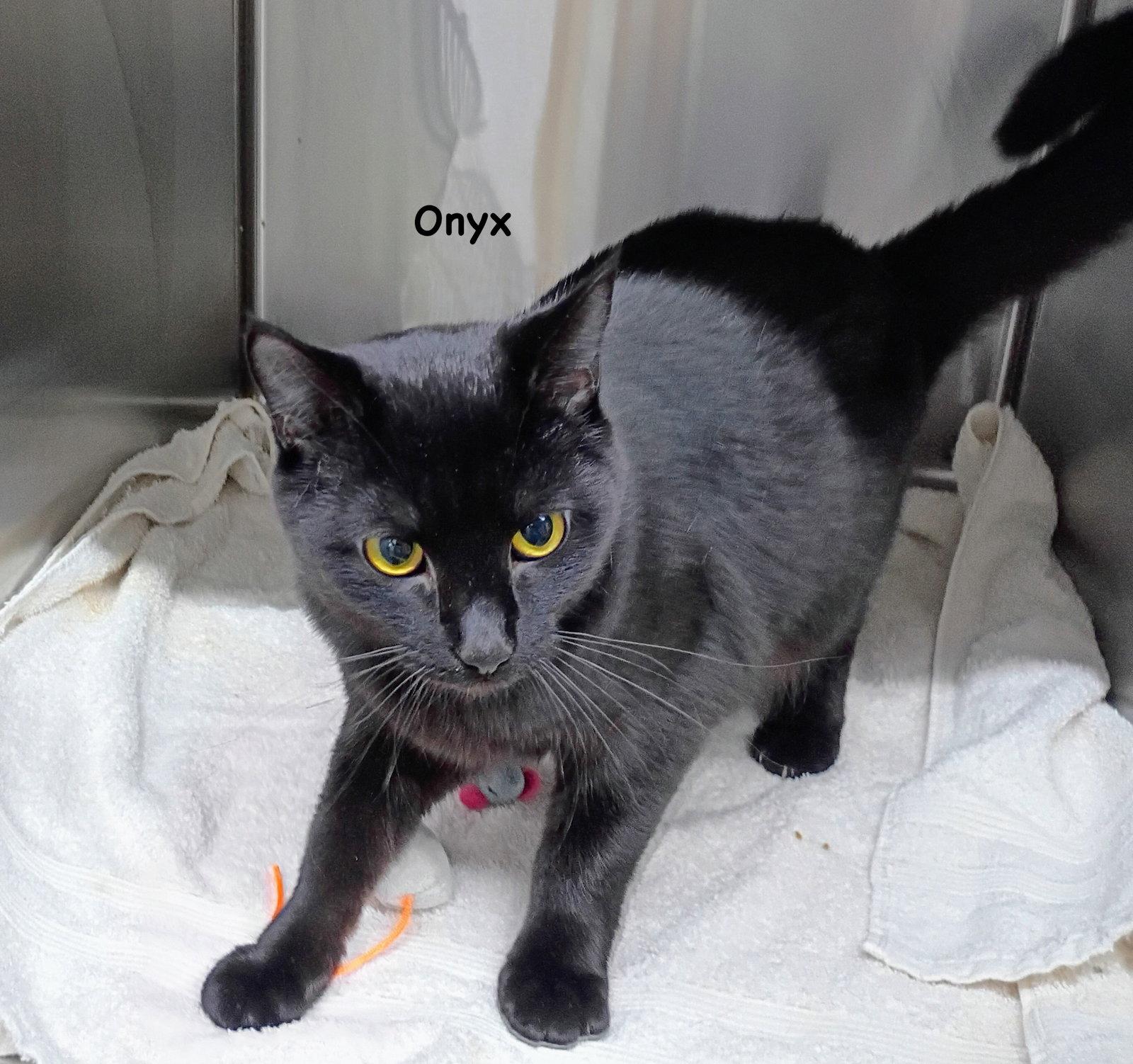 Onyz, Adoptable, Young Female Domestic Short Hair.