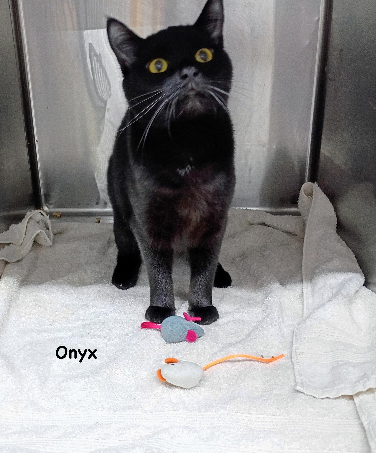 Enlarge Onyz, a Adoptable Domestic Short Hair in Morehead, KY image 2/3