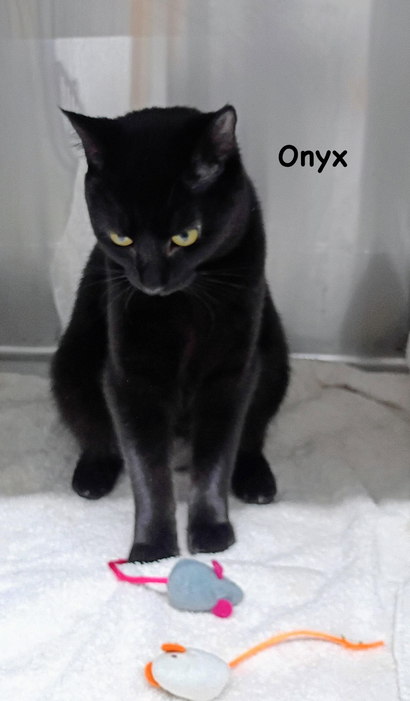 Enlarge Onyz, a Adoptable Domestic Short Hair in Morehead, KY image 3/3
