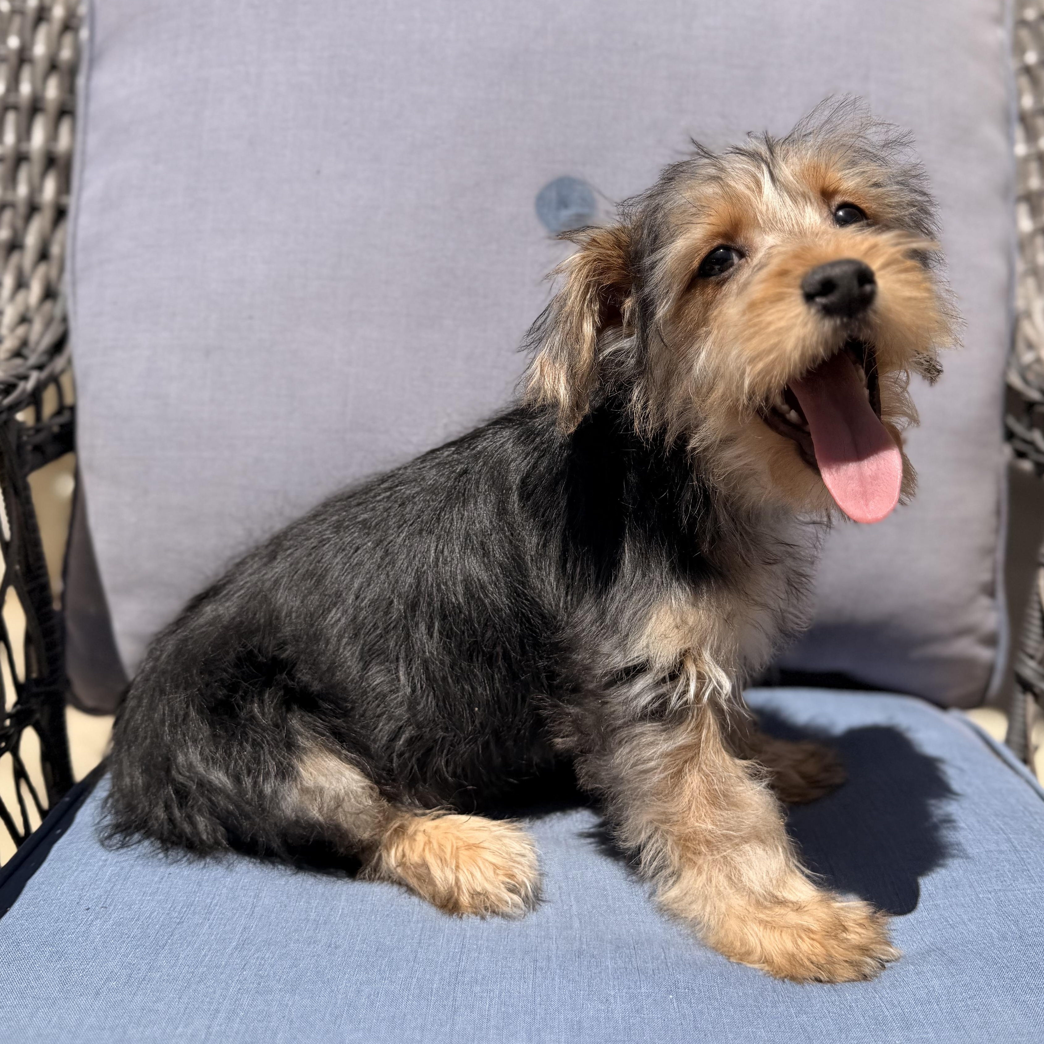 Elmo , a ADOPTABLE mixed breed in ontario, CA image 2/6