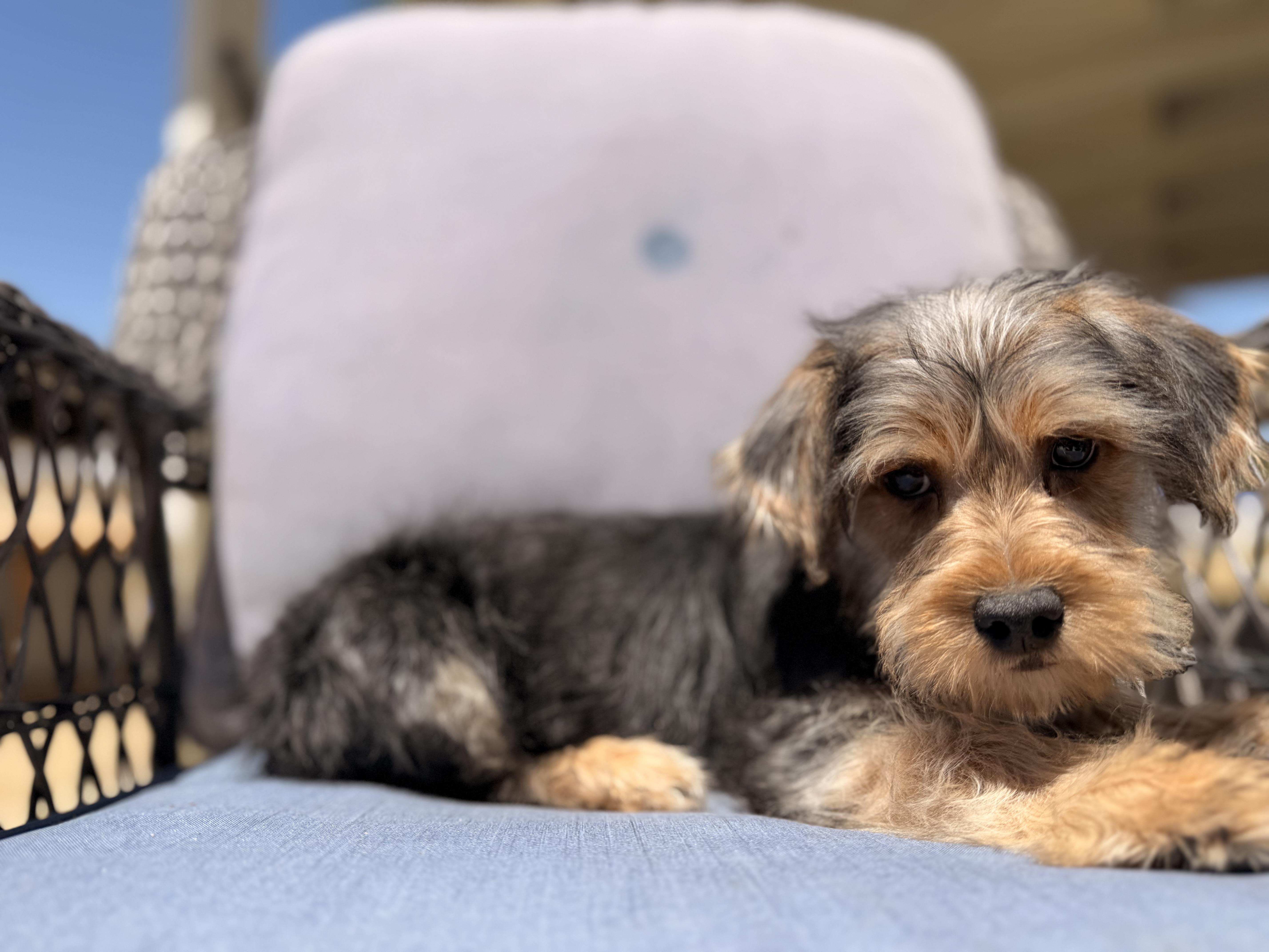 Elmo , a ADOPTABLE mixed breed in ontario, CA image 3/6