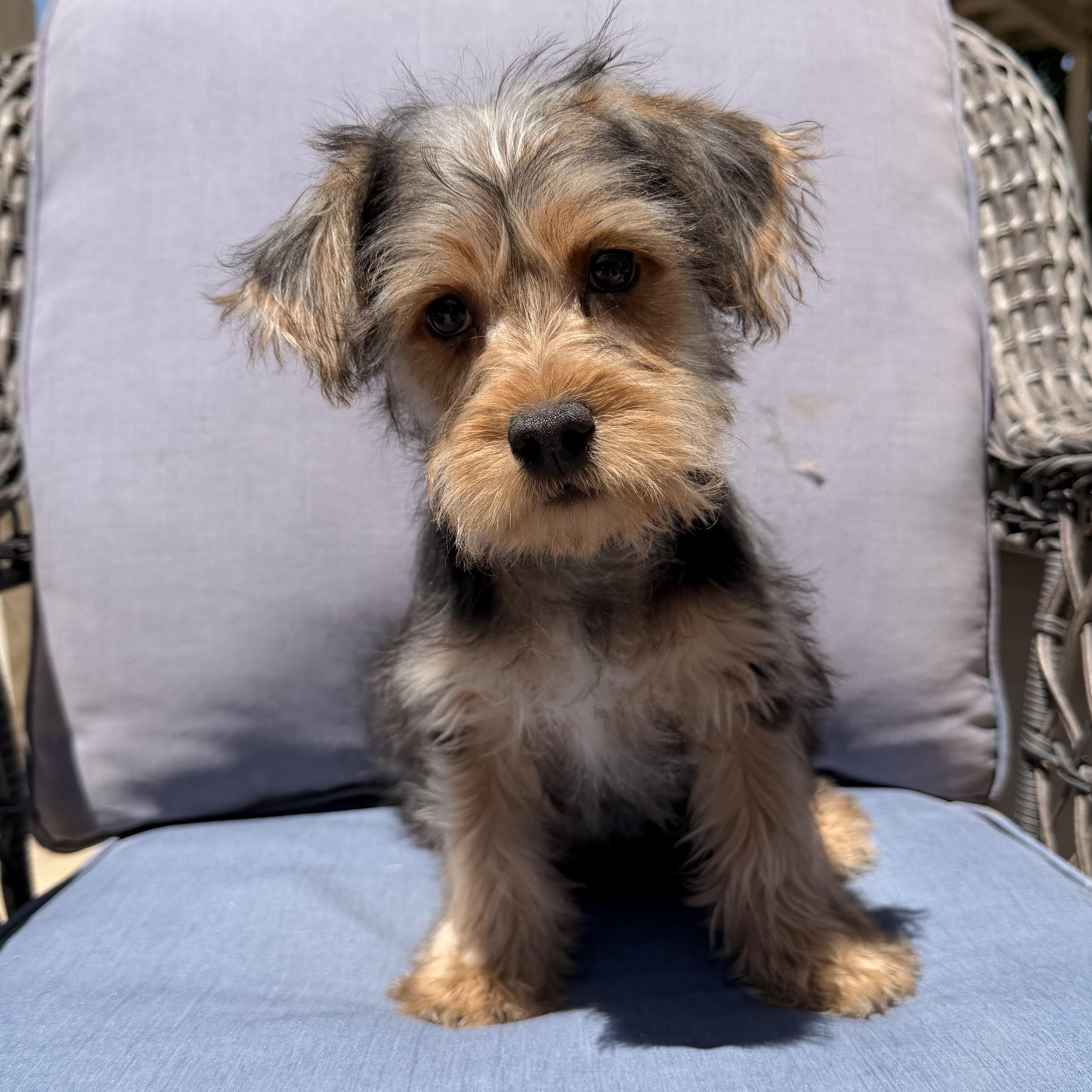 Elmo , a ADOPTABLE mixed breed in ontario, CA image 5/6