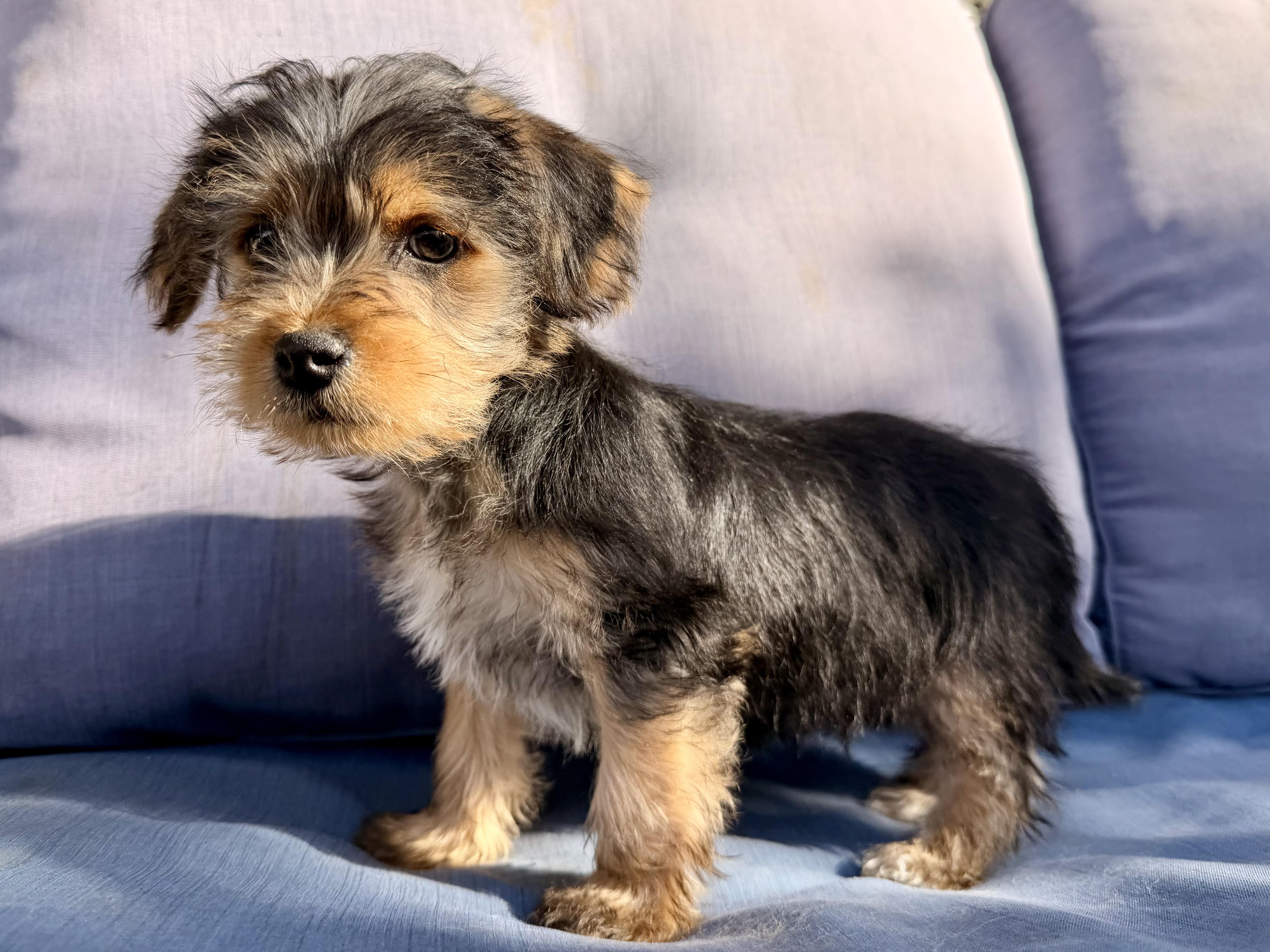 Enlarge Elmo , a ADOPTABLE mixed breed in ontario, CA image 4/6