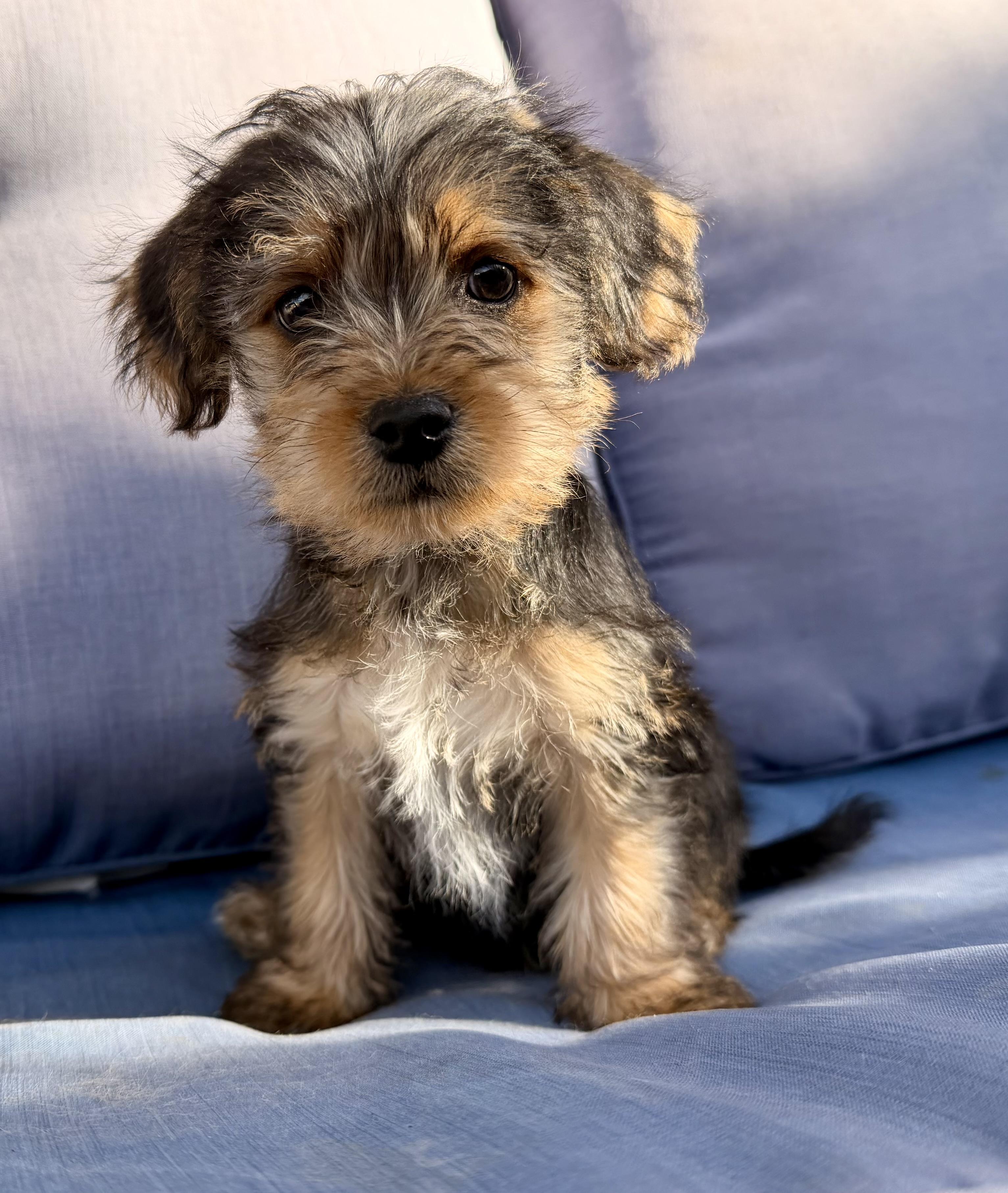 Elmo , ADOPTABLE, Puppy Male Yorkshire Terrier & Shih Tzu.