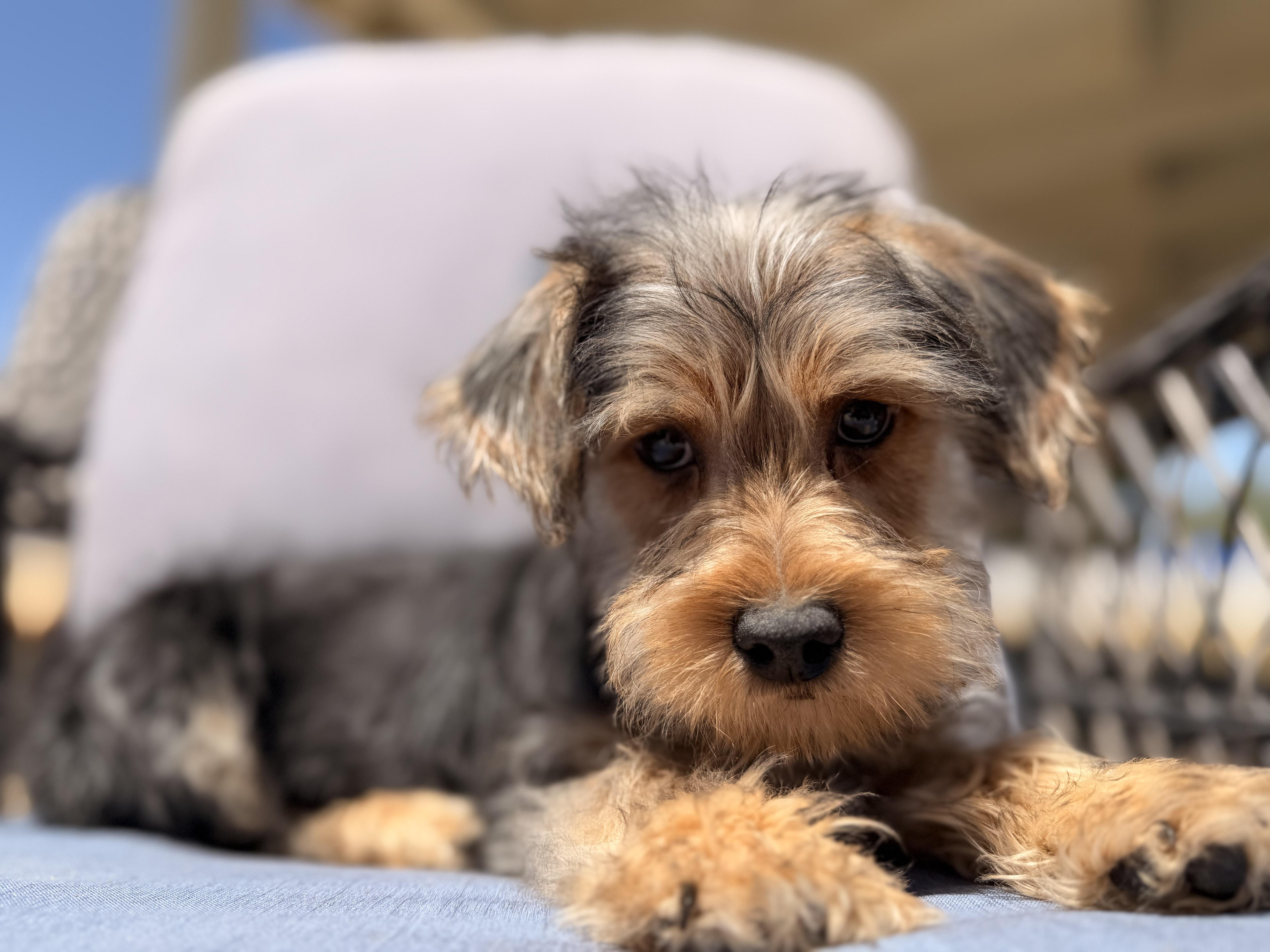 Elmo , ADOPTABLE, Puppy Male Yorkshire Terrier & Shih Tzu.