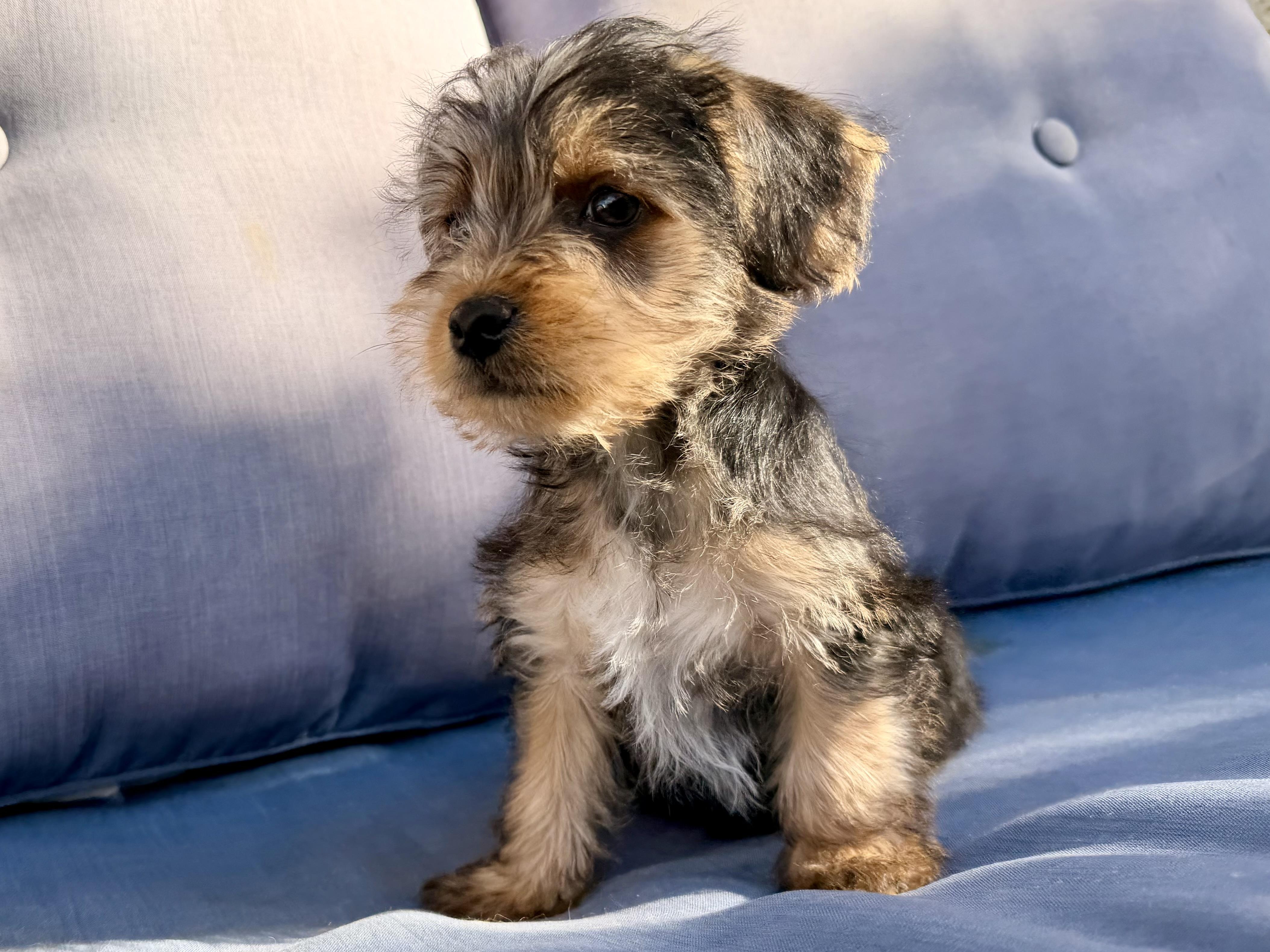 Enlarge Elmo , a ADOPTABLE mixed breed in ontario, CA image 2/6