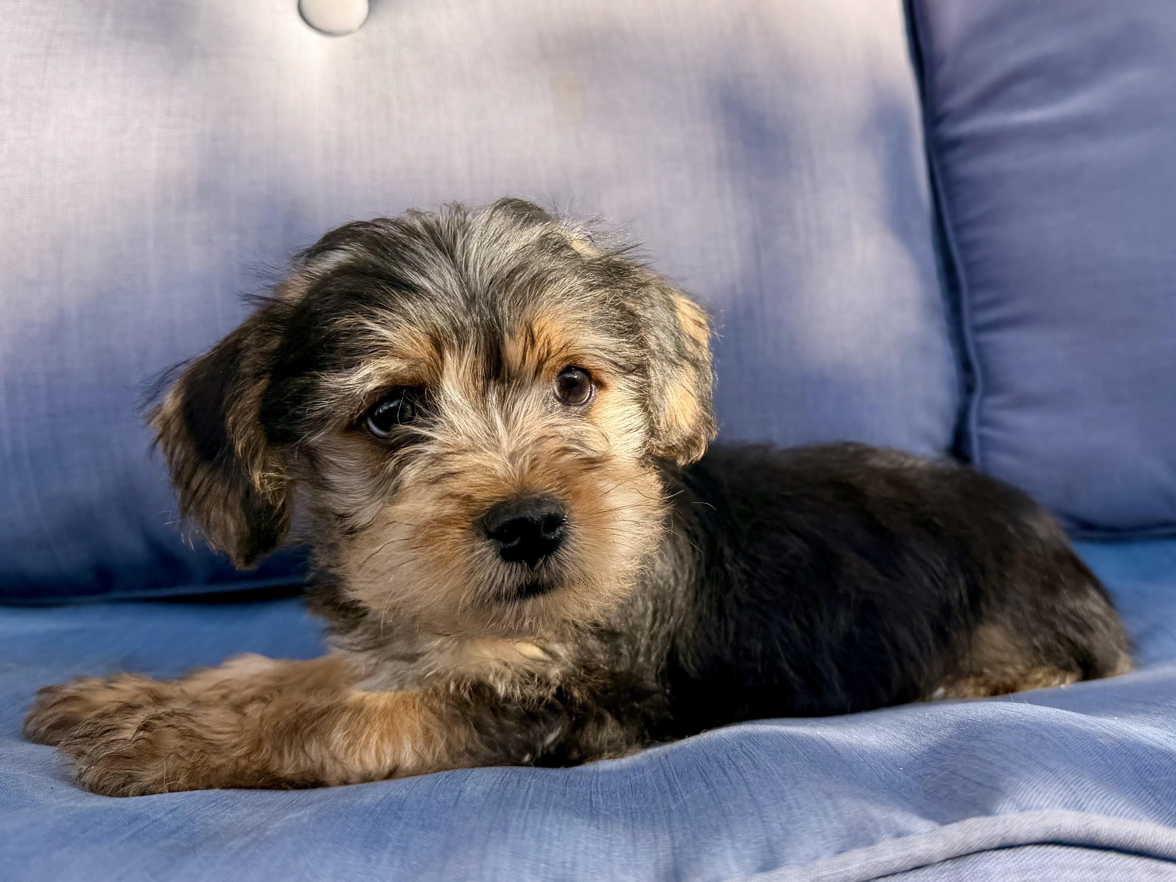 Enlarge Elmo , a ADOPTABLE mixed breed in ontario, CA image 5/6