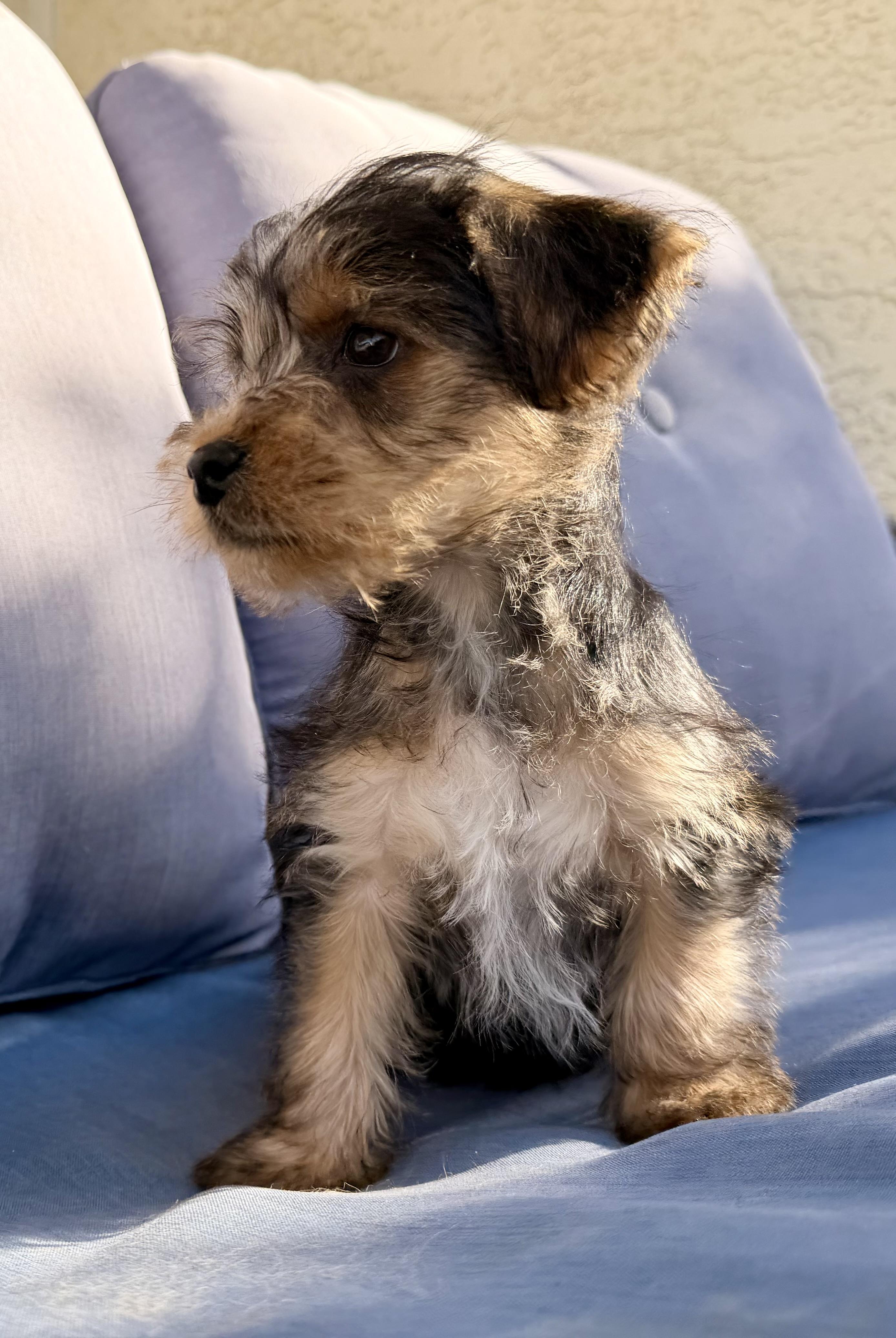 Enlarge Elmo , a ADOPTABLE mixed breed in ontario, CA image 3/6