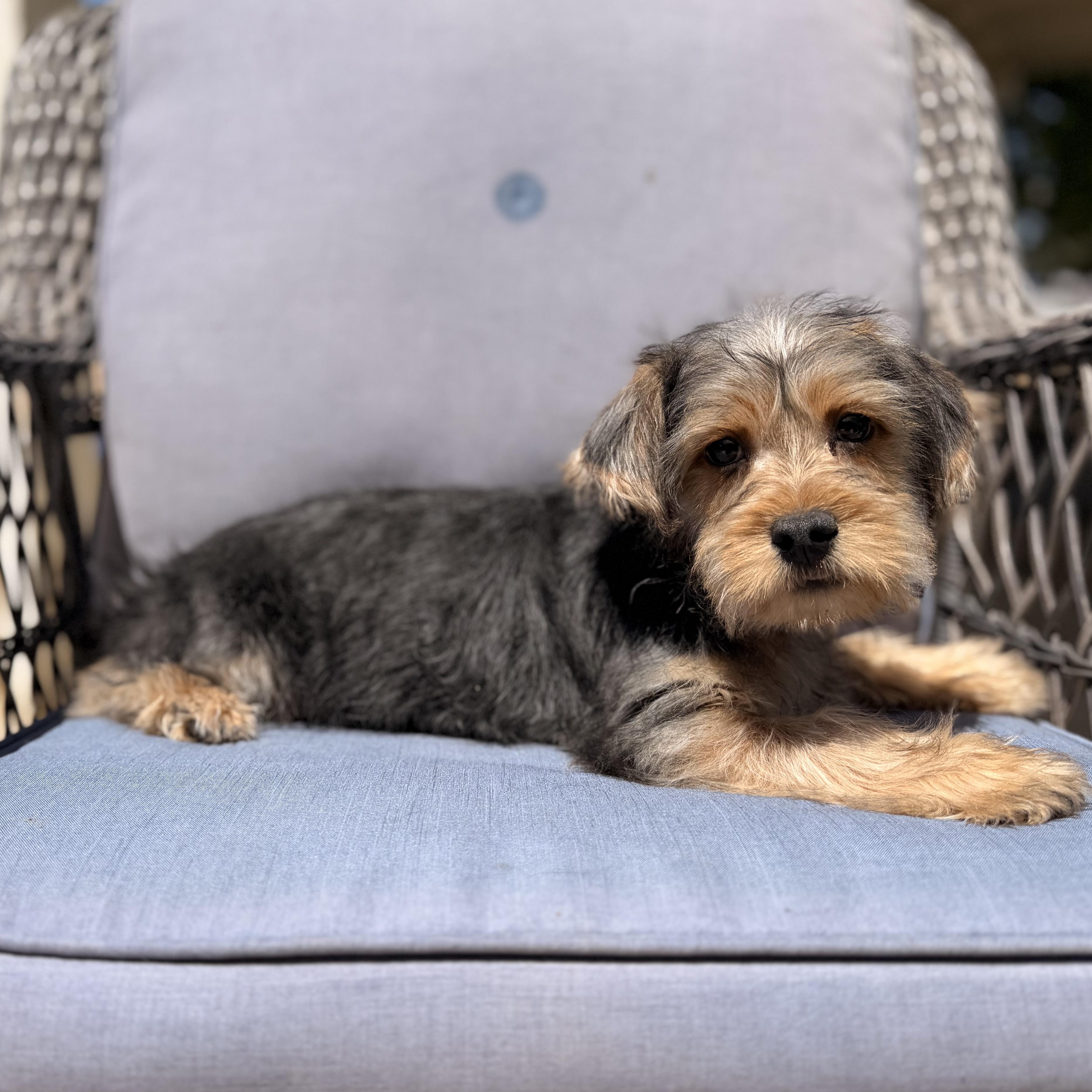 Elmo , a ADOPTABLE mixed breed in ontario, CA image 6/6