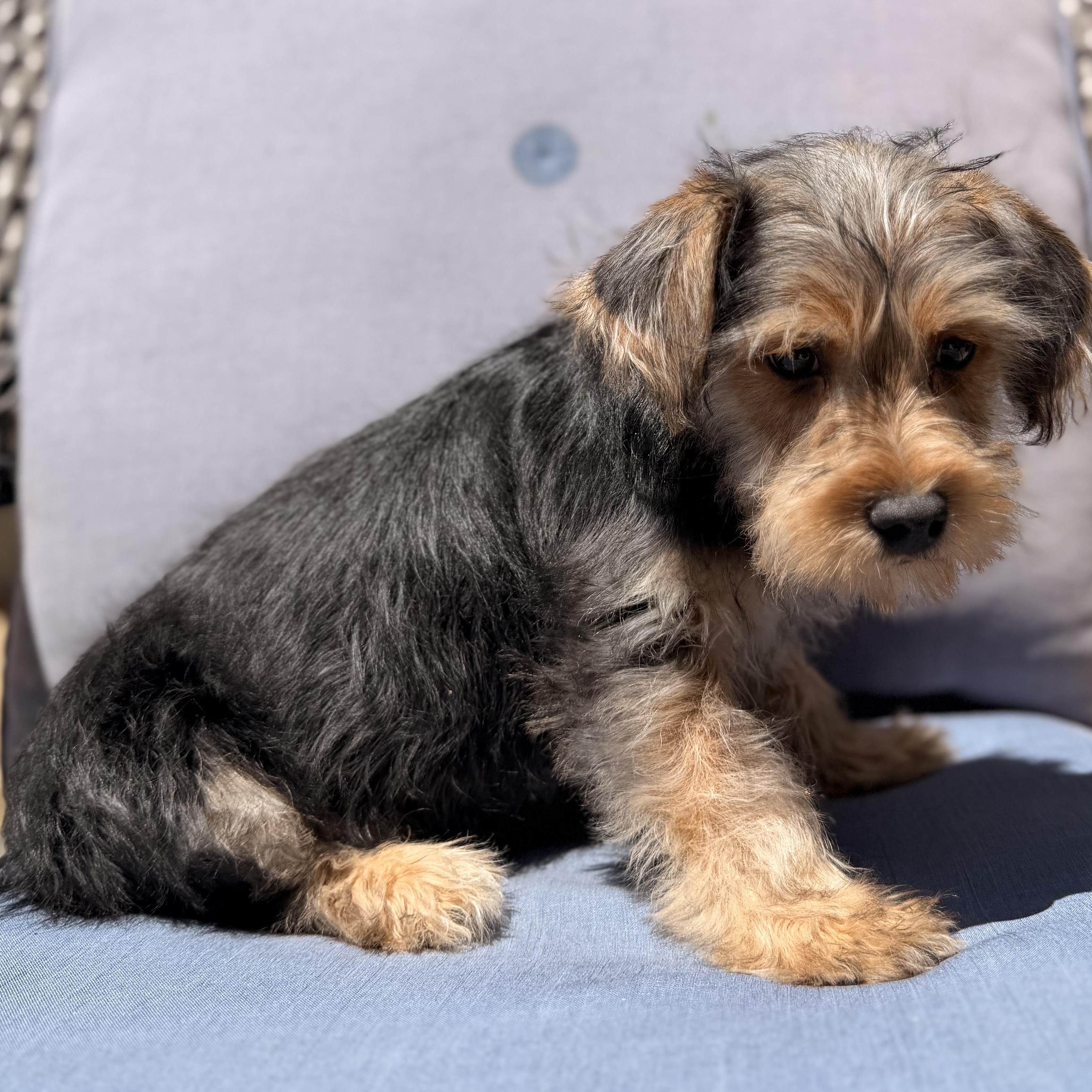 Elmo , a ADOPTABLE mixed breed in ontario, CA image 4/6