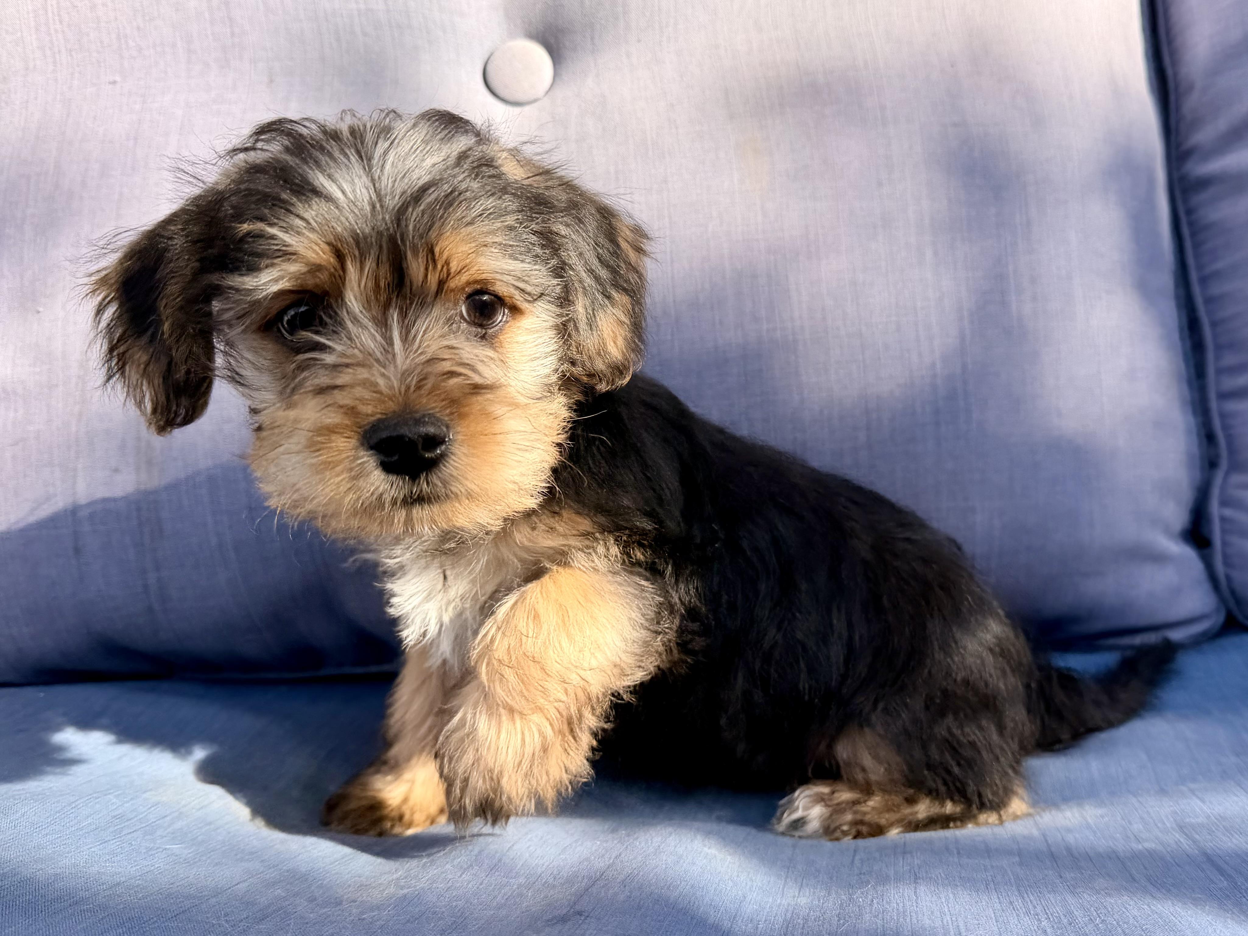 Enlarge Elmo , a ADOPTABLE mixed breed in ontario, CA image 6/6