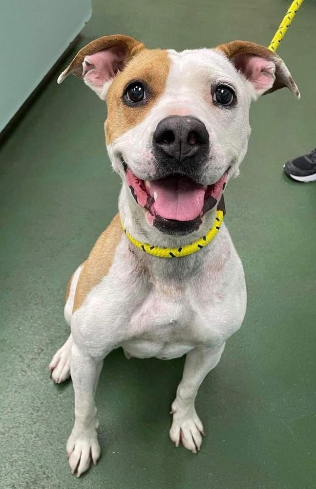 Rayne, Adoptable, Adult Female Mixed Breed & Pit Bull Terrier.