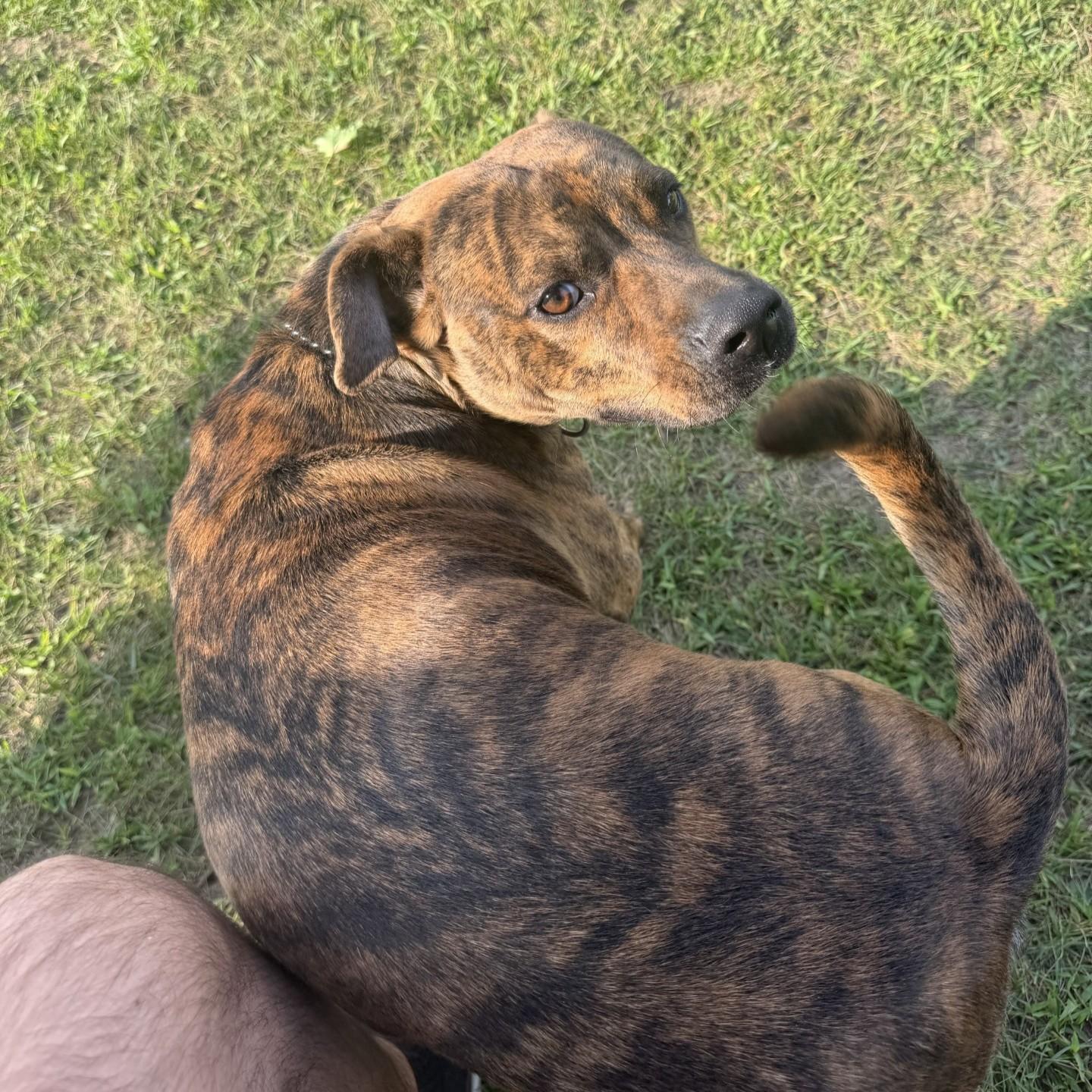 Hank Courtesy Listed, ADOPTABLE, Young Male Mixed Breed.