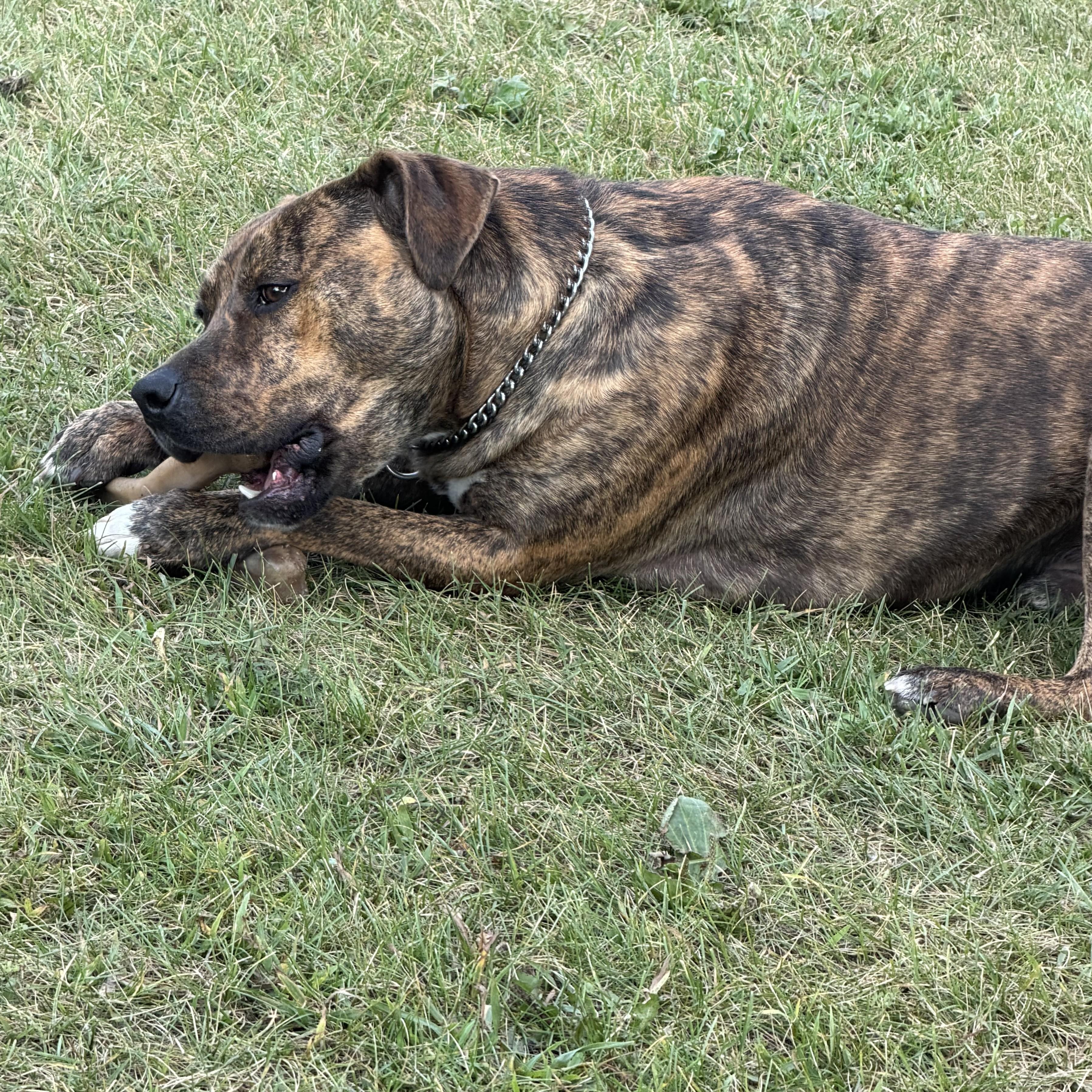 Hank Courtesy Listed, a ADOPTABLE Mixed Breed in Midland, MI image 2/2