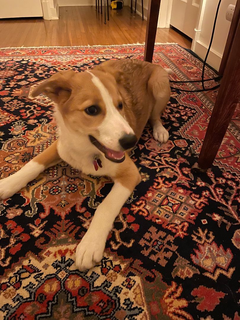 Boomerang "Boomer", Adopted, Young Male Border Collie & Siberian Husky.