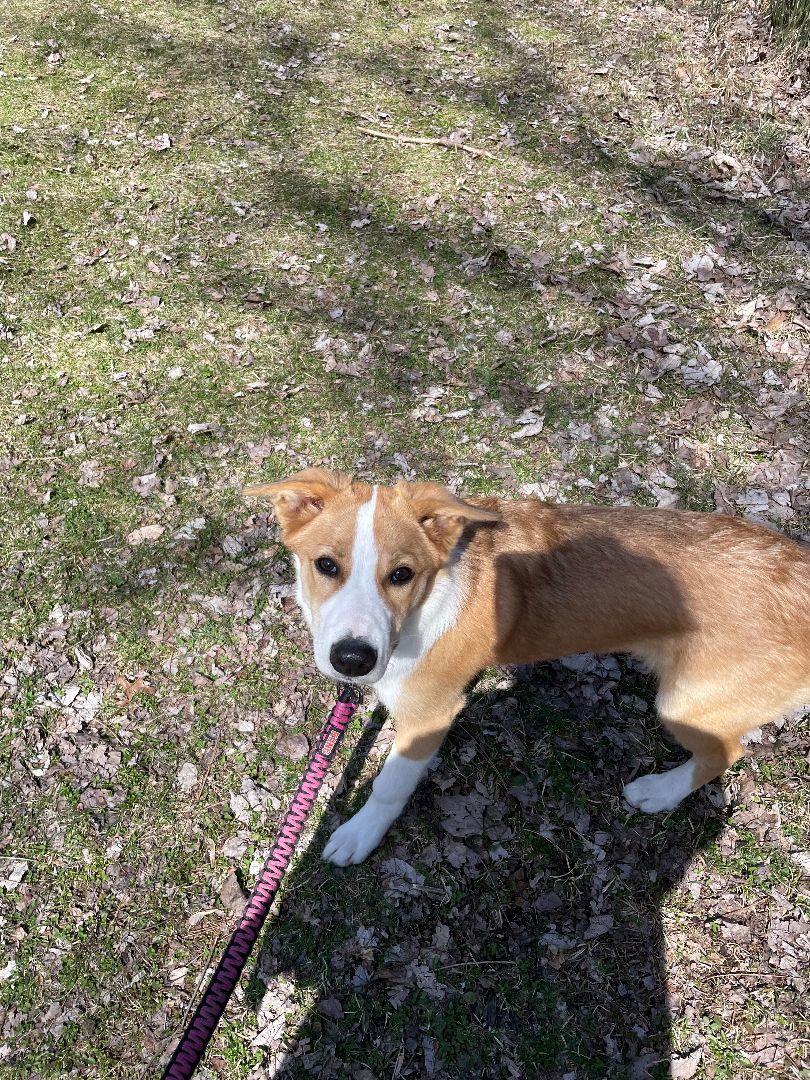 Enlarge Boomerang "Boomer", a Adopted mixed breed in oriskany, NY image 2/6