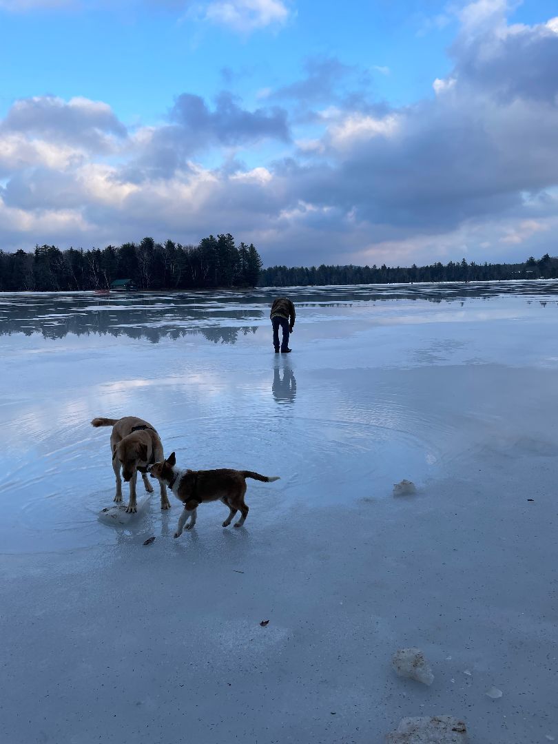Enlarge Boomerang "Boomer", a Adopted mixed breed in oriskany, NY image 3/6