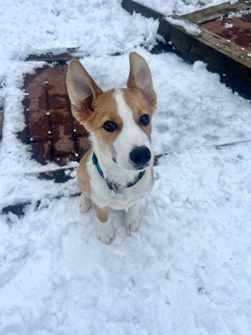 Enlarge Boomerang "Boomer", a Adopted mixed breed in oriskany, NY image 4/6