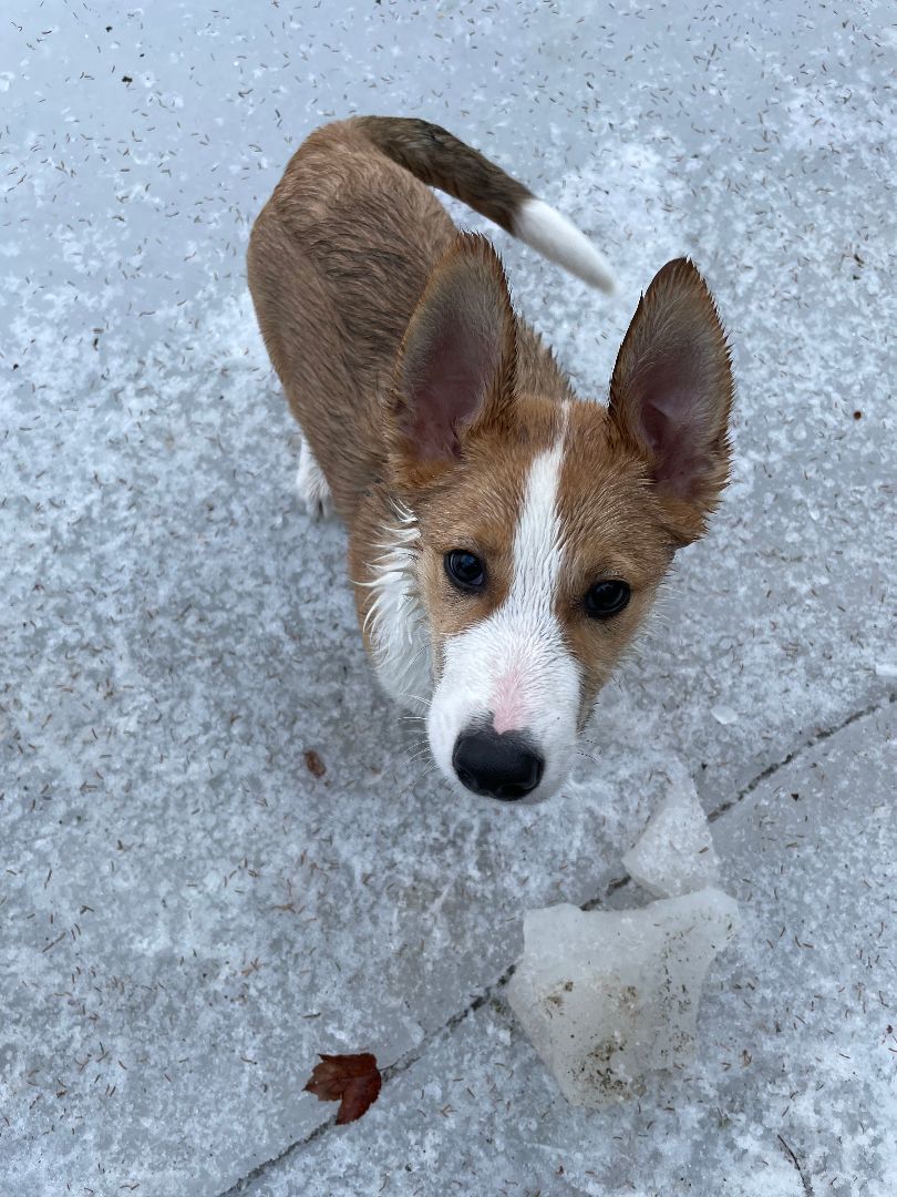Enlarge Boomerang "Boomer", a Adopted mixed breed in oriskany, NY image 5/6