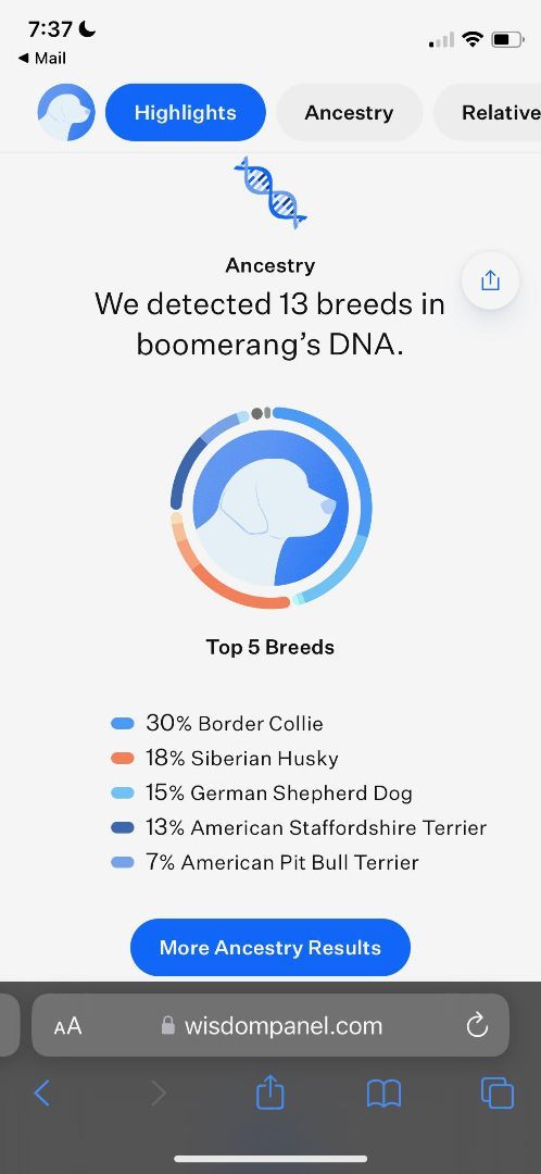 Enlarge Boomerang "Boomer", a Adopted mixed breed in oriskany, NY image 6/6