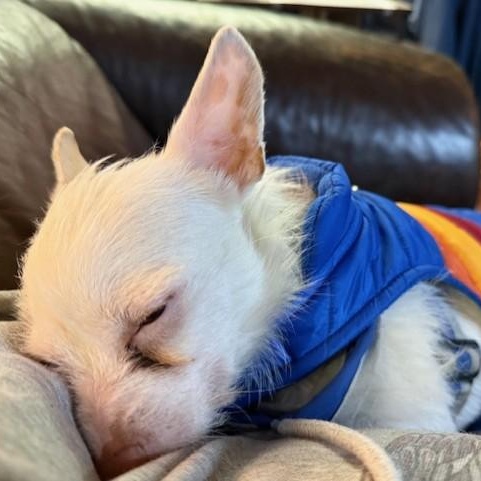 Enlarge Elf, a ADOPTABLE mixed breed in Williston, VT image 5/5