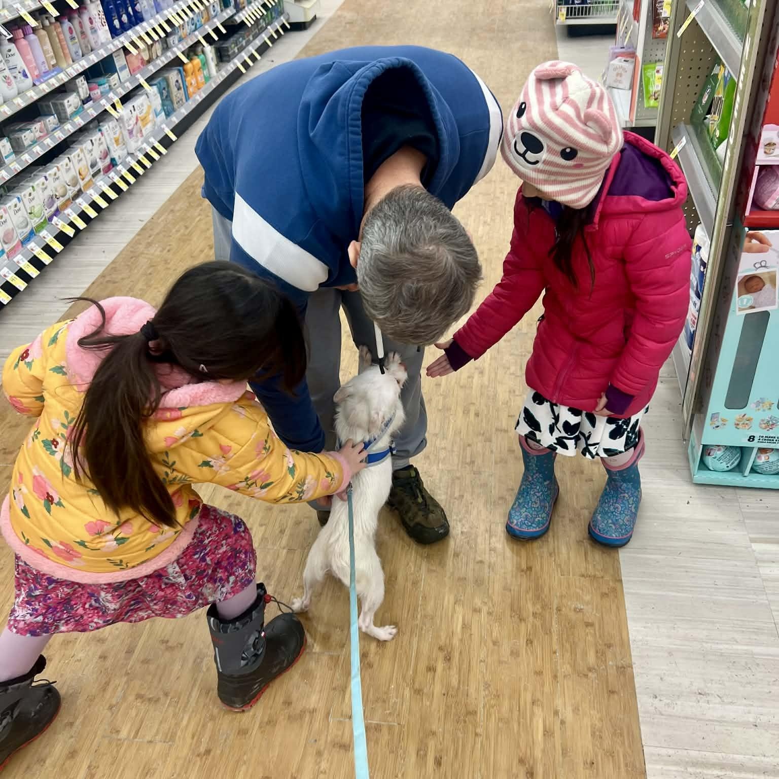 Enlarge Elf, a ADOPTABLE mixed breed in Williston, VT image 4/5
