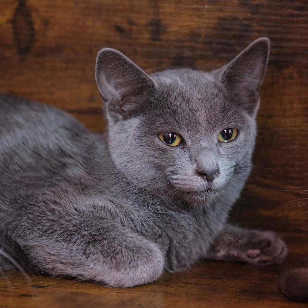 Enlarge Kieran, a Adoptable Domestic Short Hair in Morgan Hill, CA image 1/1