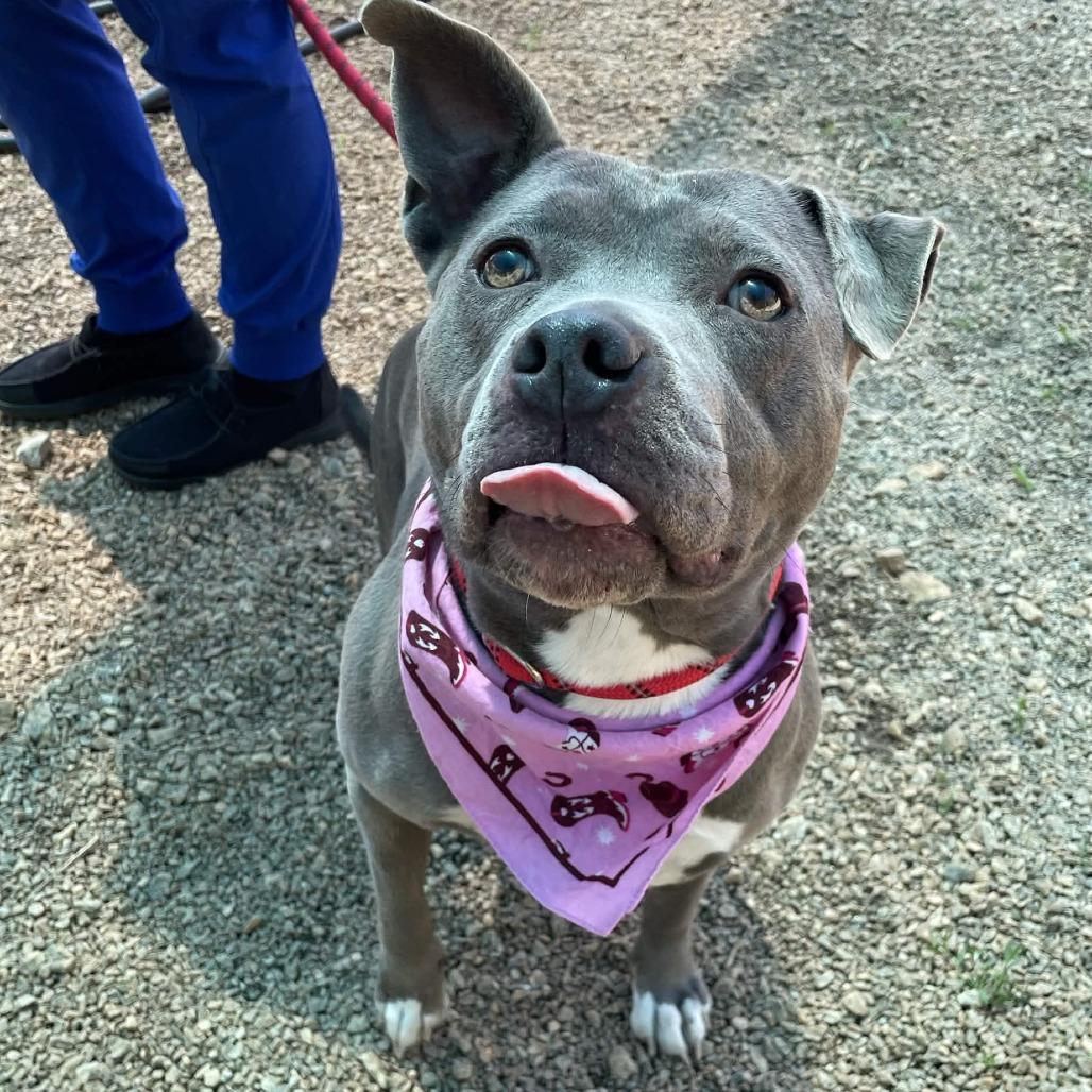 Enlarge Baby, a Adoptable American Staffordshire Terrier in Greenville, SC image 1/6