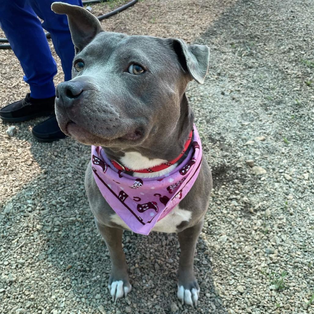 Enlarge Baby, a Adoptable American Staffordshire Terrier in Greenville, SC image 2/6