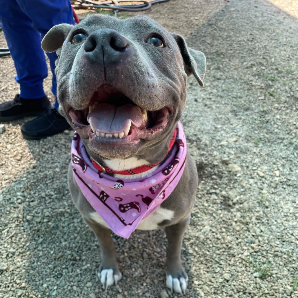 Enlarge Baby, a Adoptable American Staffordshire Terrier in Greenville, SC image 3/6