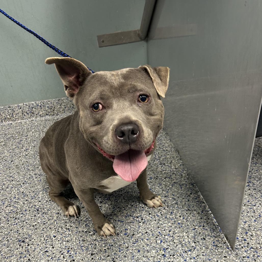 Enlarge Baby, a Adoptable American Staffordshire Terrier in Greenville, SC image 4/6