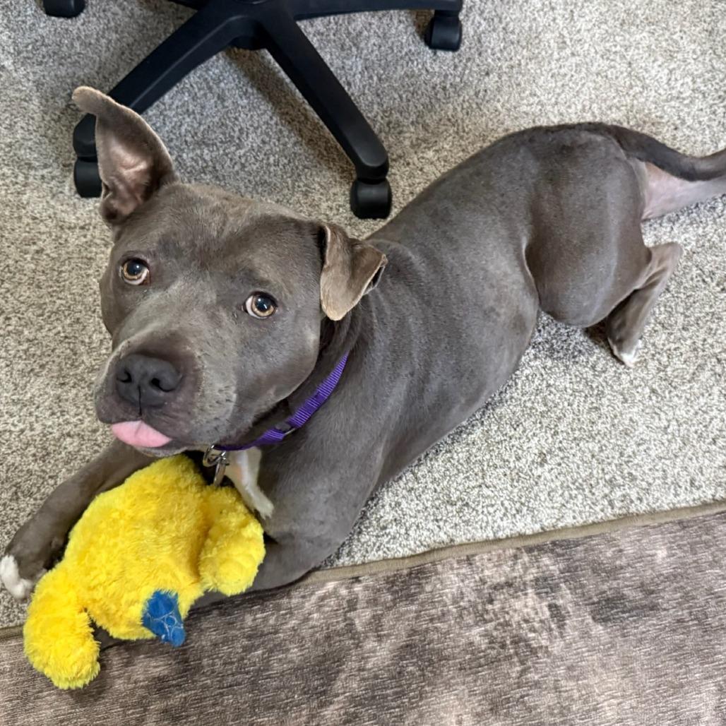 Enlarge Baby, a Adoptable American Staffordshire Terrier in Greenville, SC image 5/6