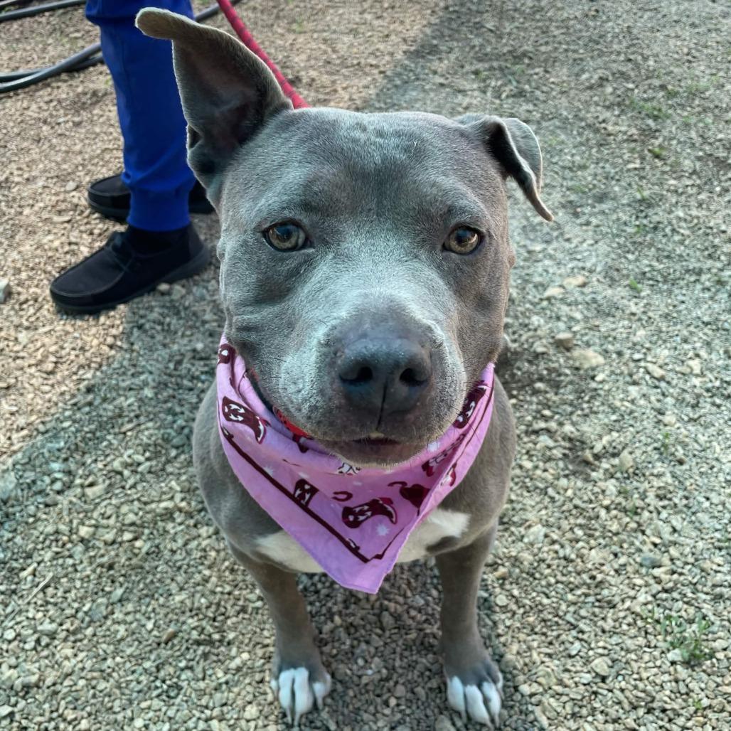 Enlarge Baby, a Adoptable American Staffordshire Terrier in Greenville, SC image 6/6