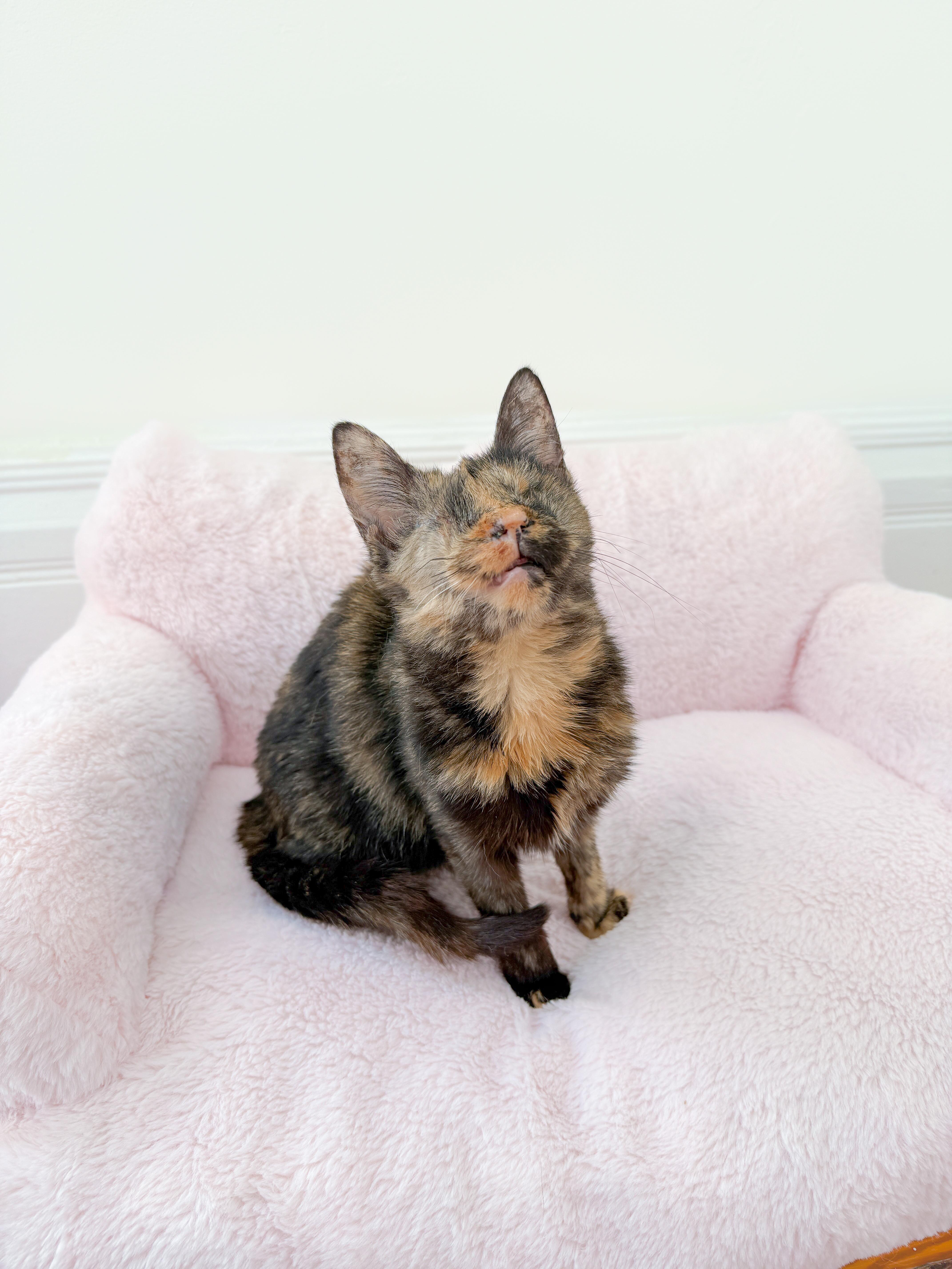 Clover, Blind, adopted, Young Female Domestic Short Hair.