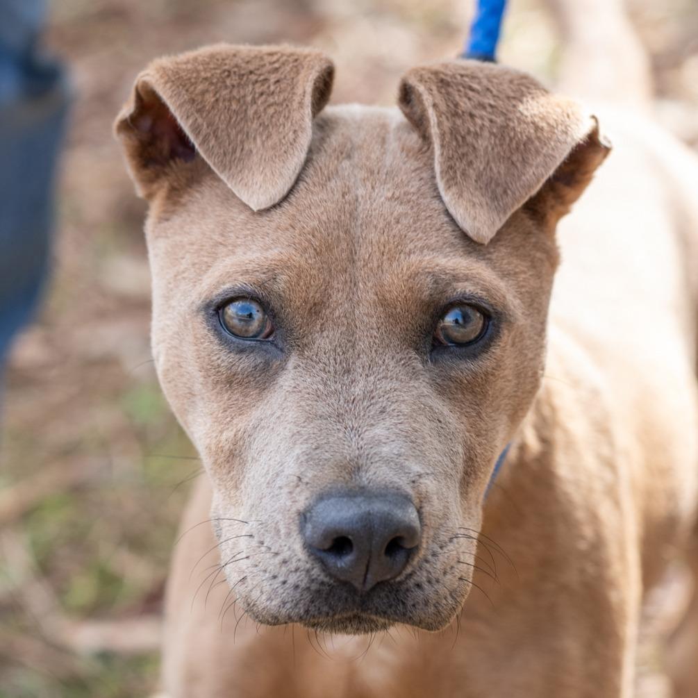 BITSY-30513, Adoptable, Puppy Female Pit Bull Terrier & Mixed Breed.