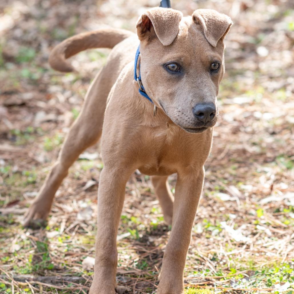 Enlarge BITSY-30513, a Adoptable mixed breed in Bartlett, TN image 2/2