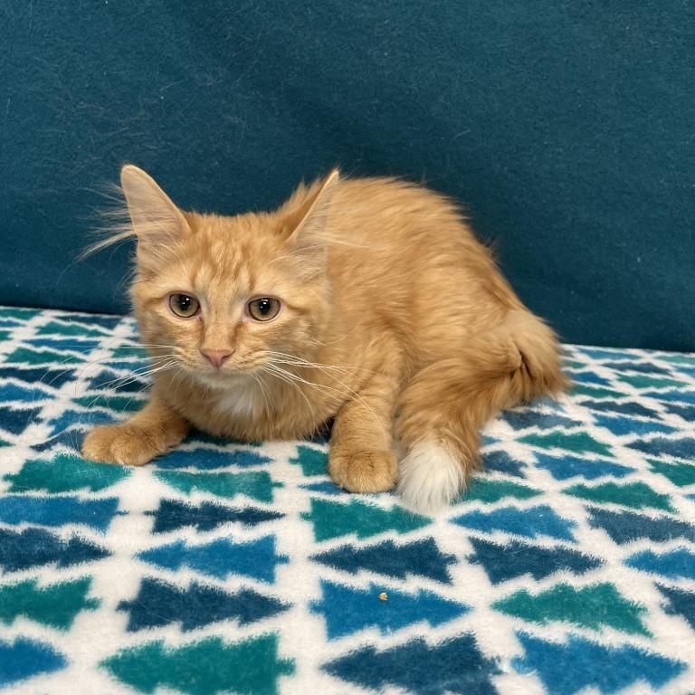 Enlarge Pooh, an adopted Domestic Long Hair in Benld, IL image 1/1