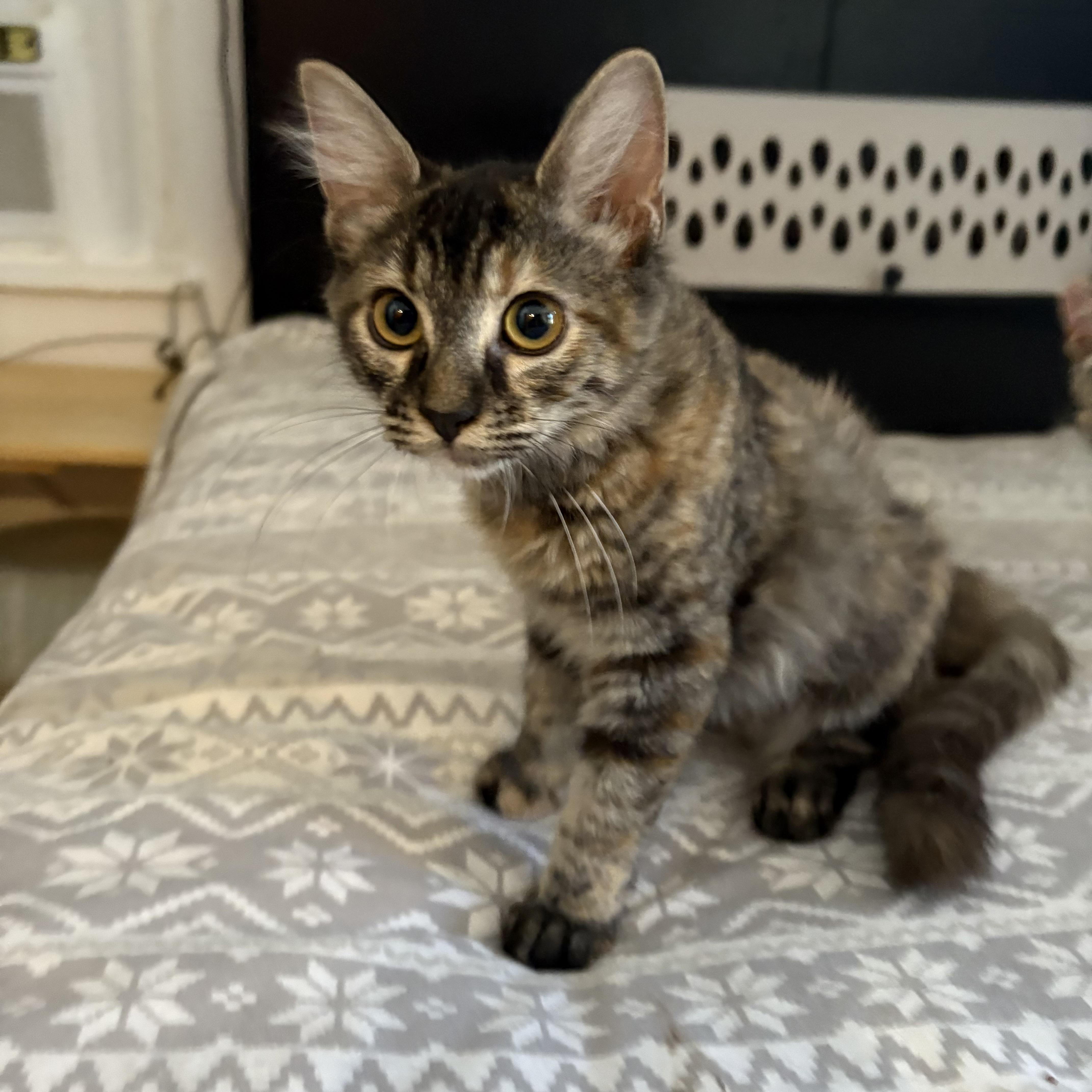Espurresso, a Adoptable Domestic Medium Hair in La Canada, CA image 1/3