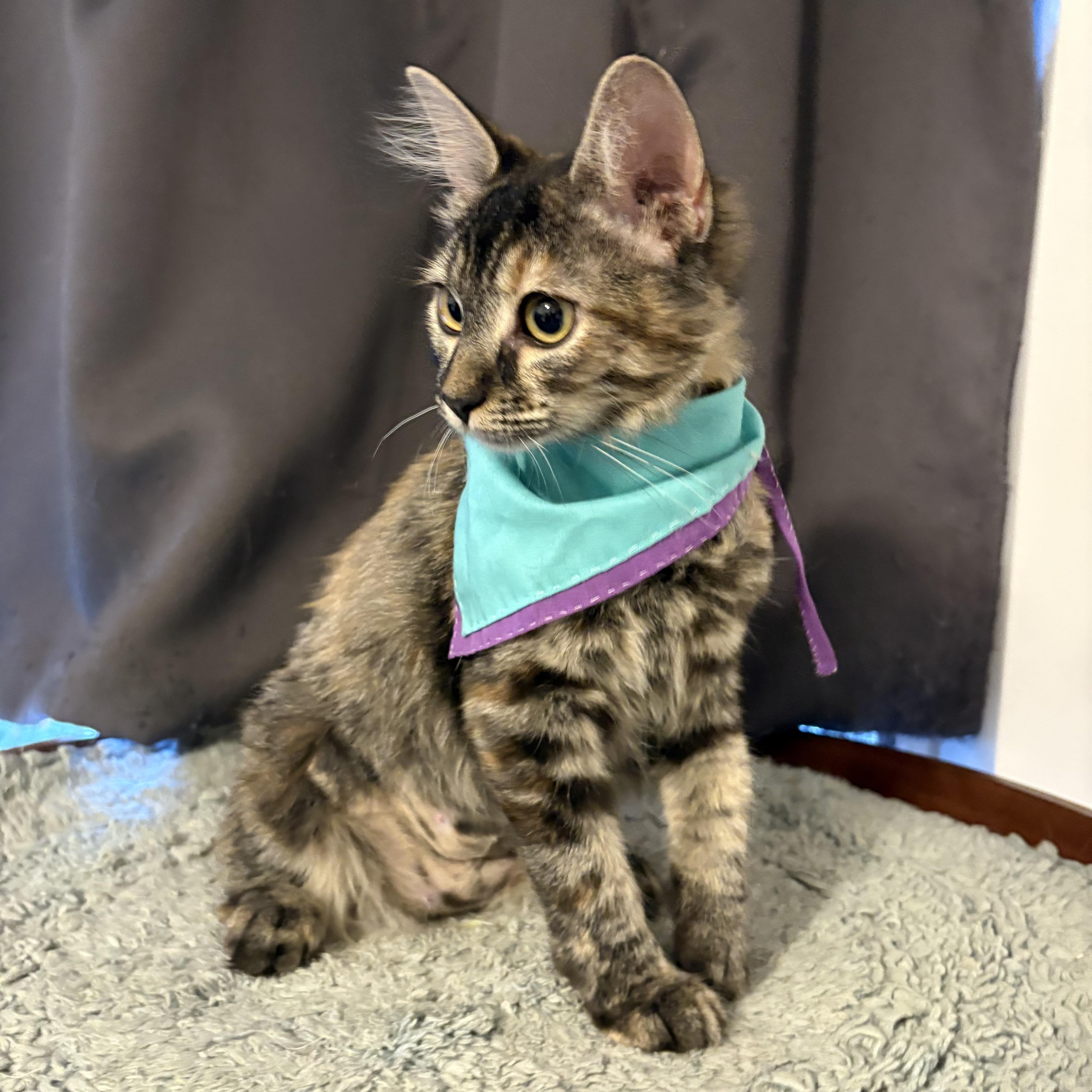 Espurresso, a Adoptable Domestic Medium Hair in La Canada, CA image 3/3