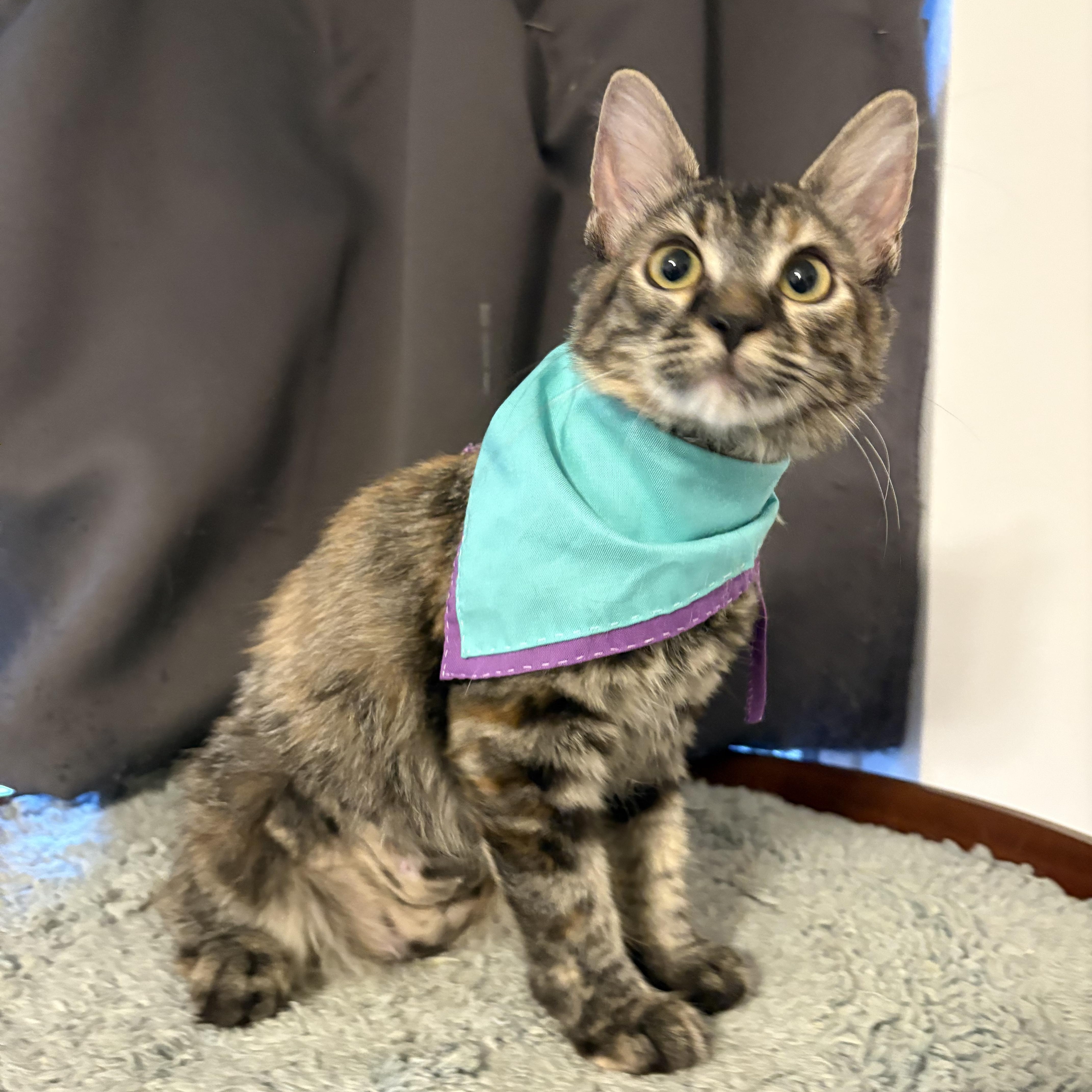 Espurresso, a Adoptable Domestic Medium Hair in La Canada, CA image 2/3