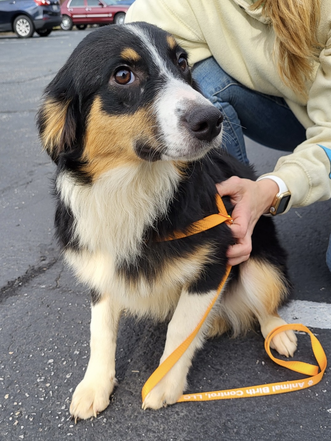 ARMA’s Aussies | Aussie Rescue of the Mid-Atlantic