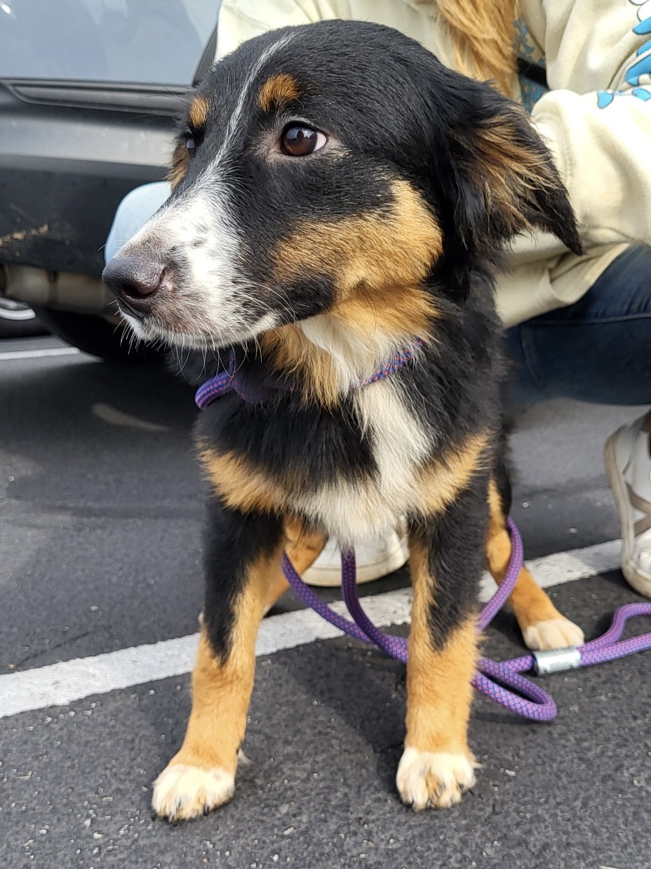 ARMA’s Aussies | Aussie Rescue of the Mid-Atlantic